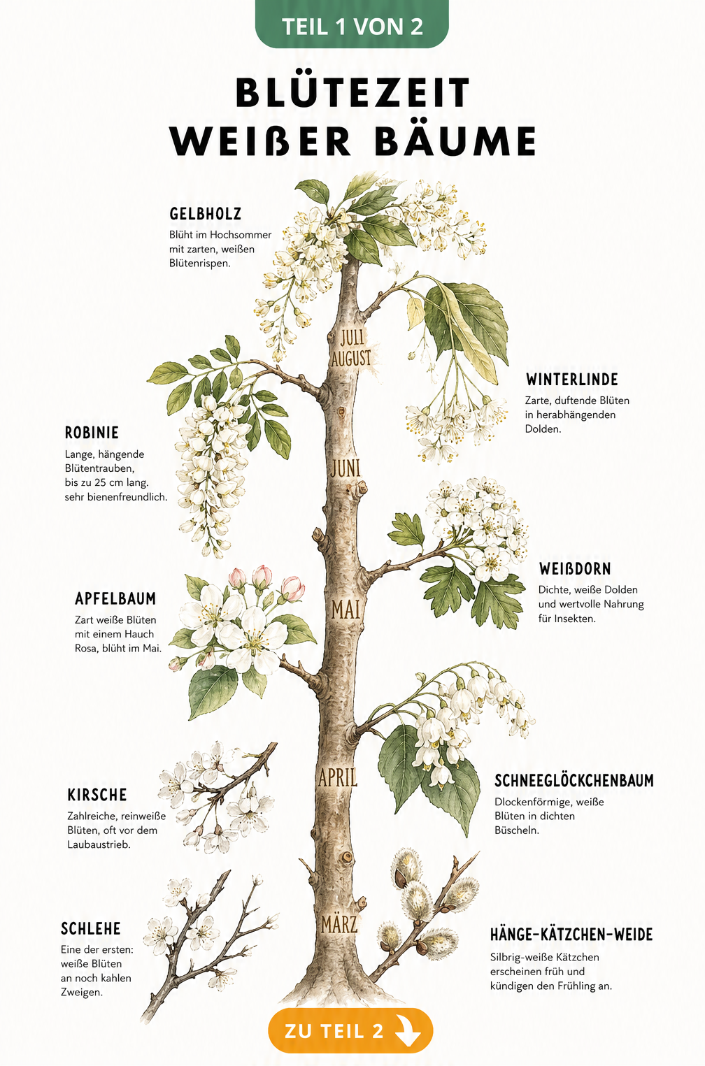 Botanischer Zeitstrahl mit Blütezeiten weißer Bäume von März bis August