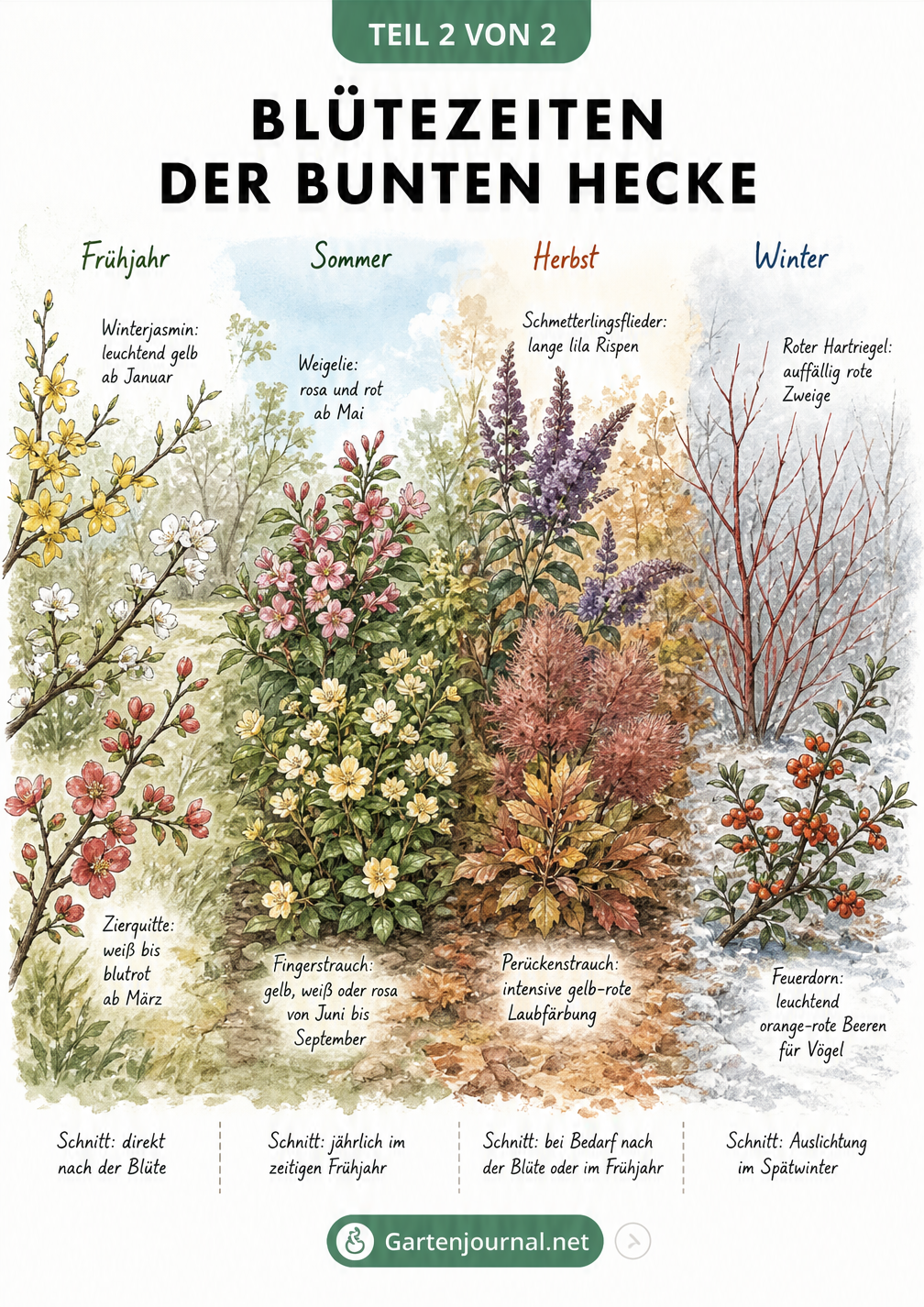 Handgemaltes Naturtagebuch mit dem jahreszeitlichen Verlauf einer Hecke von Frühjahr bis Winter, inklusive Blütezeiten und Pflegehinweisen