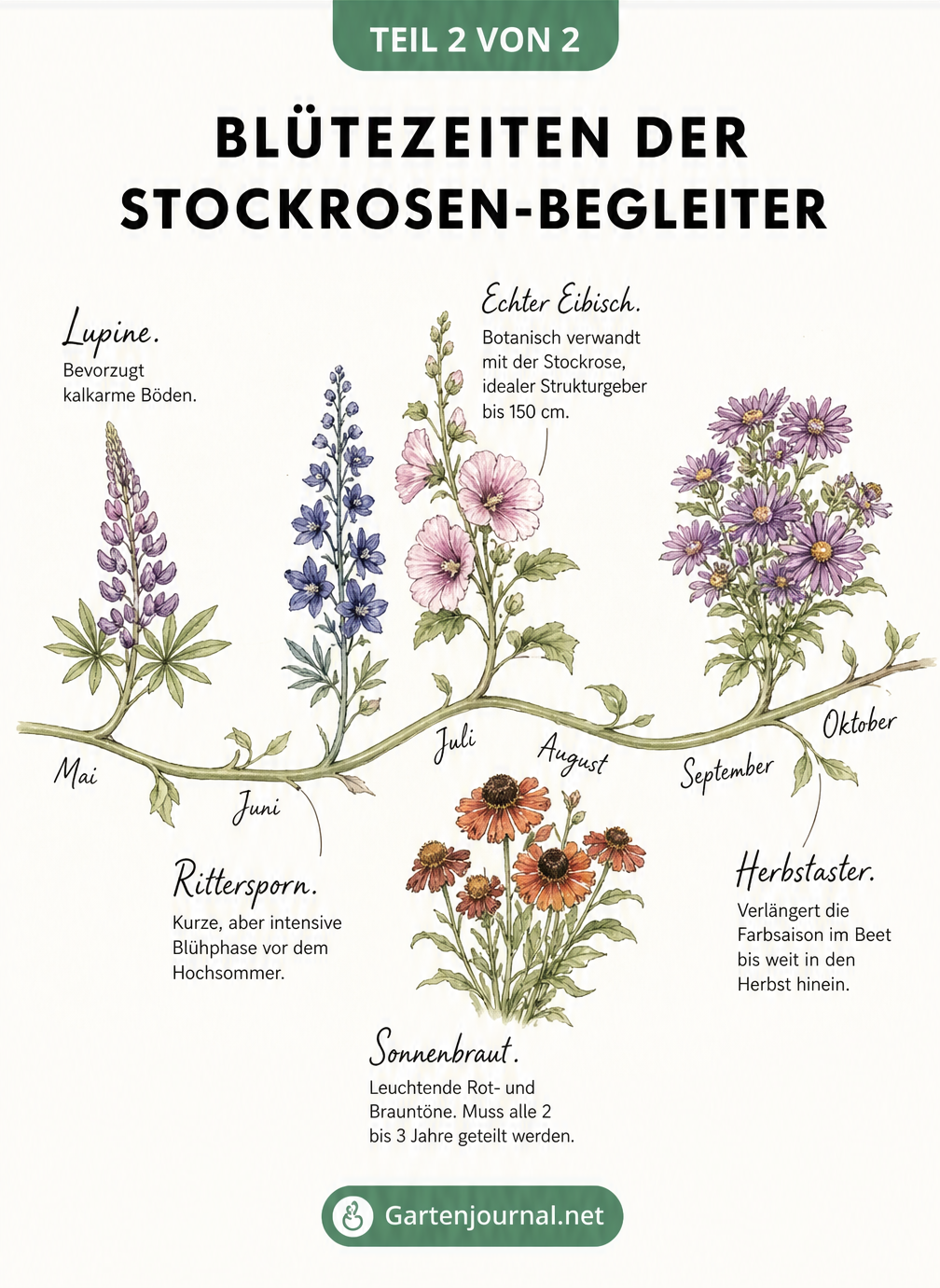 Geschwungener Zeitstrahl mit den Blütezeiten von Stockrosen-Begleitern wie Lupine, Rittersporn, Echter Eibisch, Sonnenbraut und Herbstaster von Mai bis Oktober.