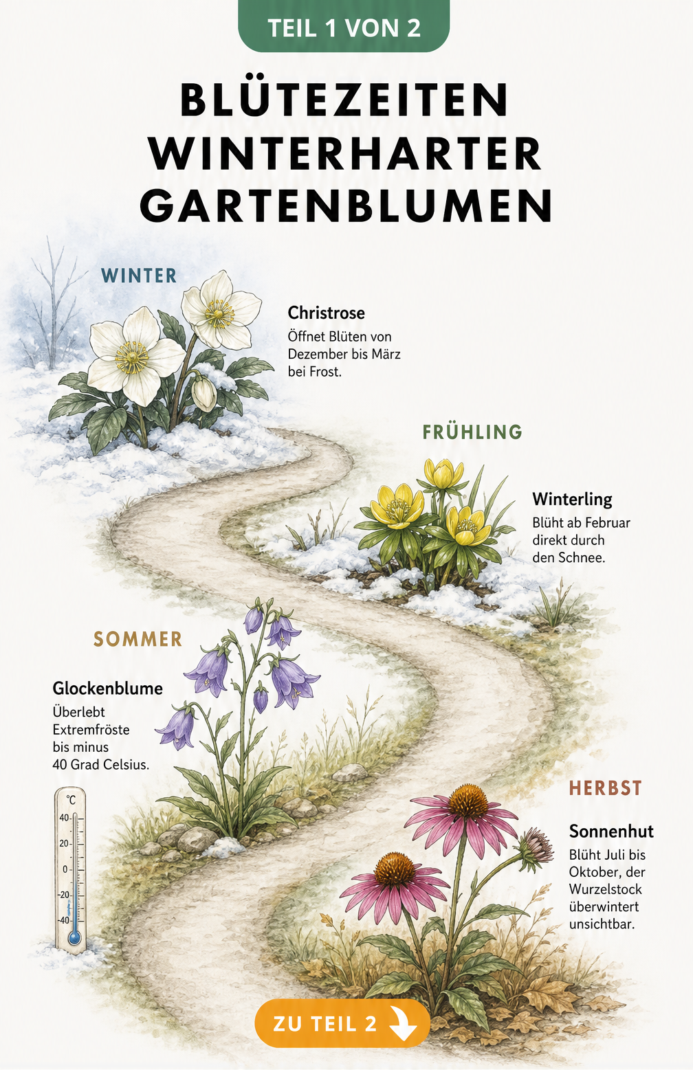 Handgezeichnete Zeitachse als Gartenpfad mit Blütezeiten winterharter Blumen wie Christrose, Winterling, Glockenblume und Sonnenhut