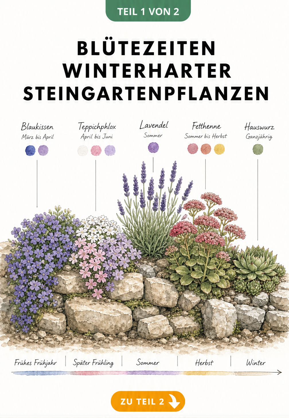 Aquarell-Illustration einer Natursteinmauer mit winterharten Steingartenpflanzen und deren Blütezeiten von Frühjahr bis Winter