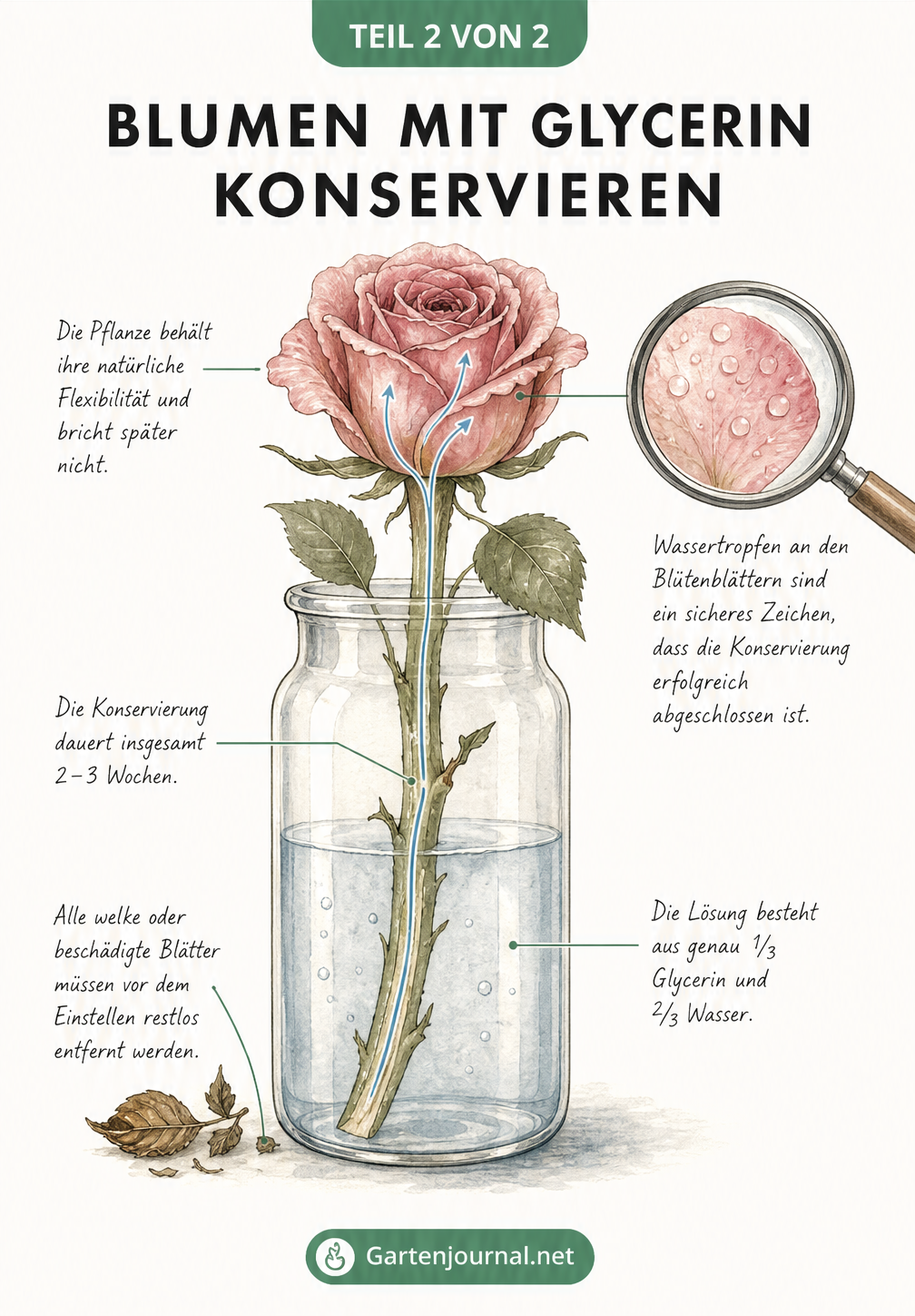 Querschnitt einer Rose in einem Glasgefäß mit Glycerin-Wasser-Mischung