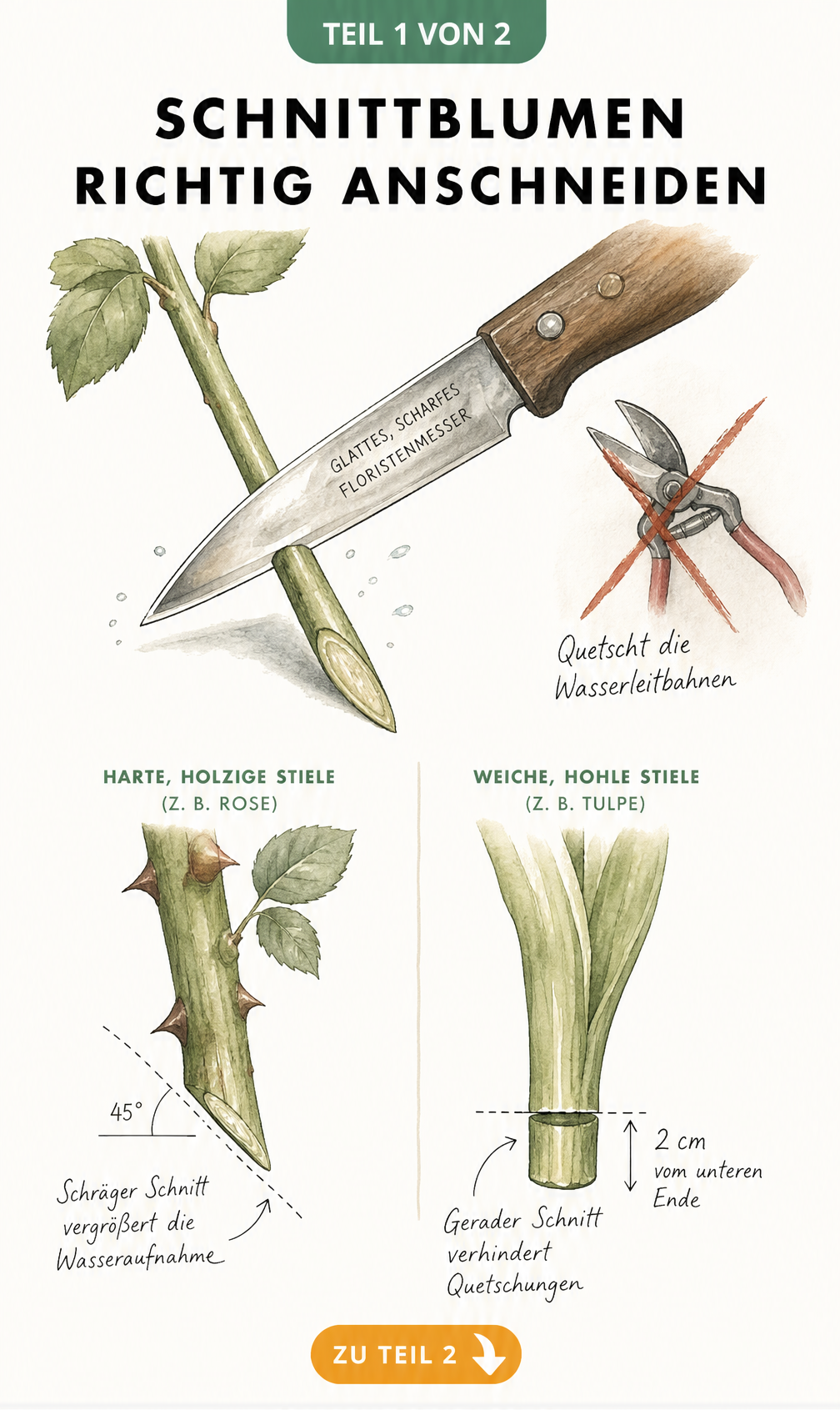 Botanische Illustration: Richtiges Anschneiden von Blumen mit Floristenmesser, schräger Schnitt für harte Stiele und gerader Schnitt für weiche Stiele.