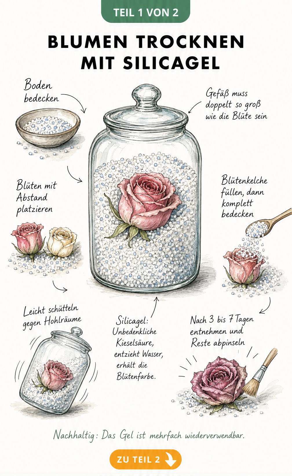 Illustration eines bauchigen Glases mit einer Rose in Silicagel zum Trocknen von Blumen