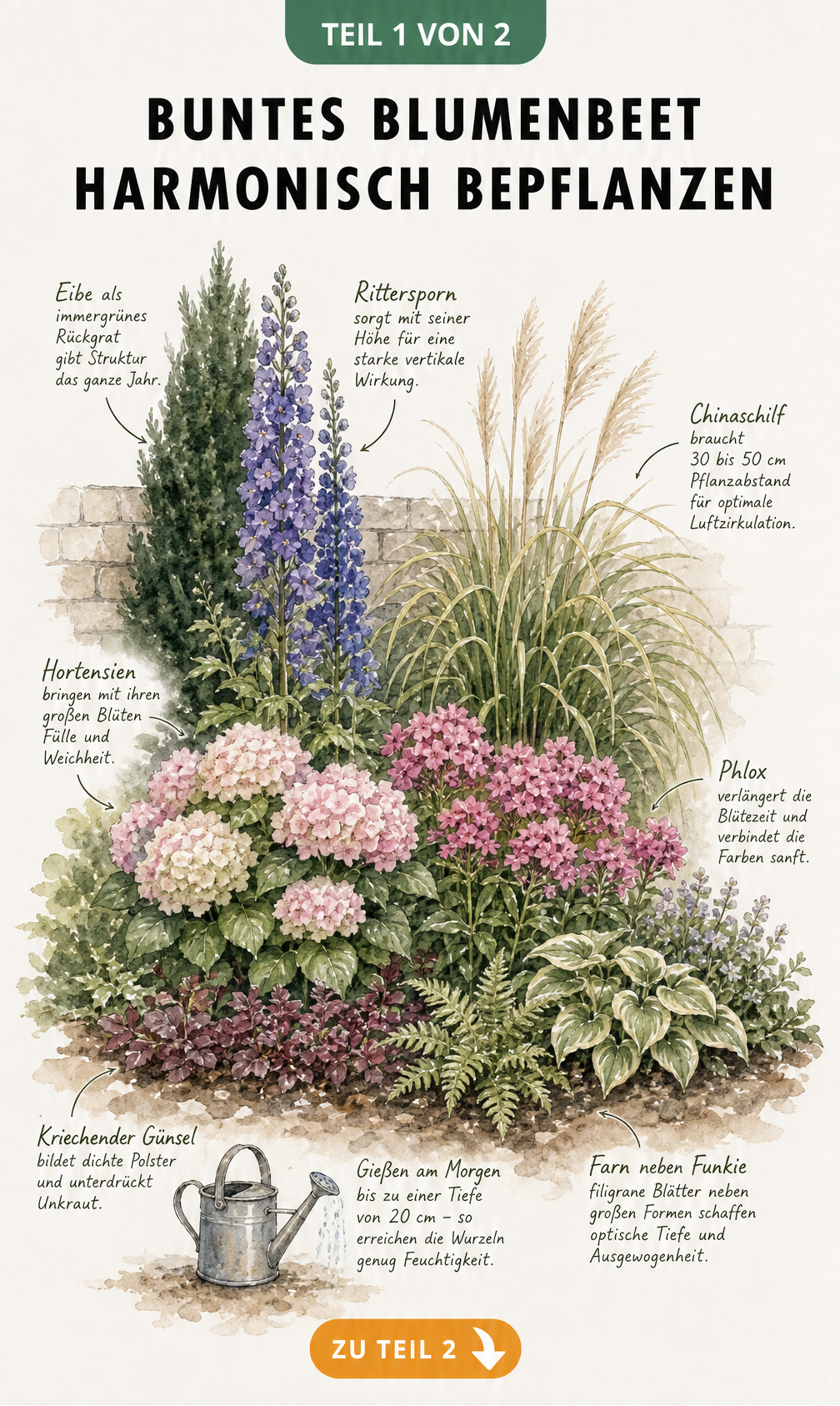 Querschnitt durch ein buntes Blumenbeet mit Höhenstaffelung von Bodendeckern bis zu hohen Gräsern im Aquarell-Stil