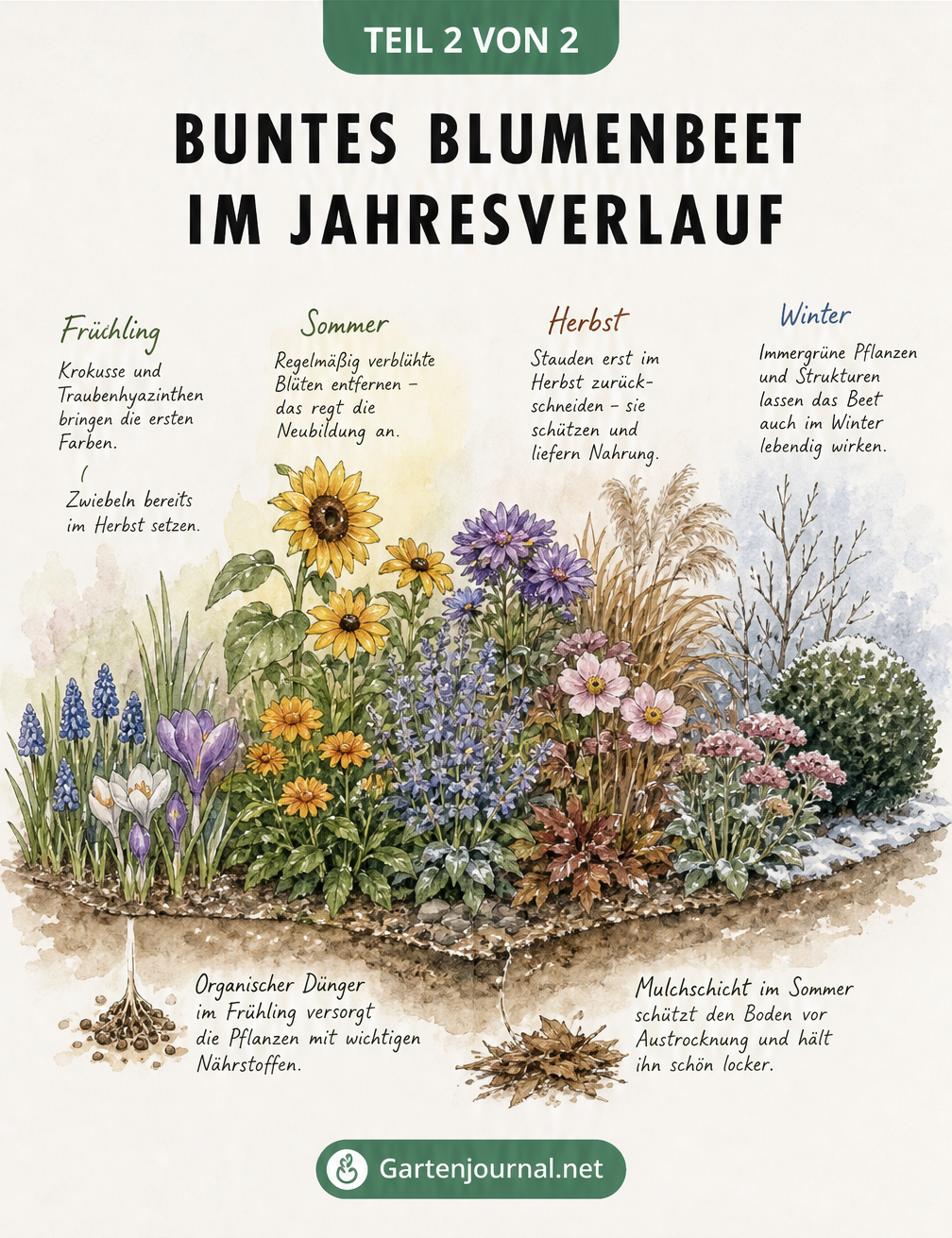Illustration eines Blumenbeets im Jahresverlauf von Frühlingsblühern bis zu wintergrünen Pflanzen
