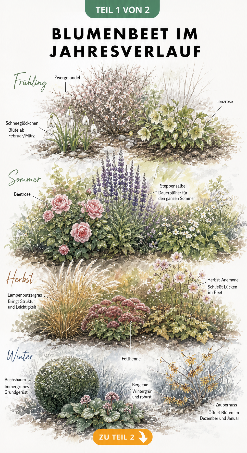 Aquarell-Illustration eines Blumenbeets im Jahresverlauf mit Schneeglöckchen, Steppensalbei, Herbst-Anemone und Buchsbaum