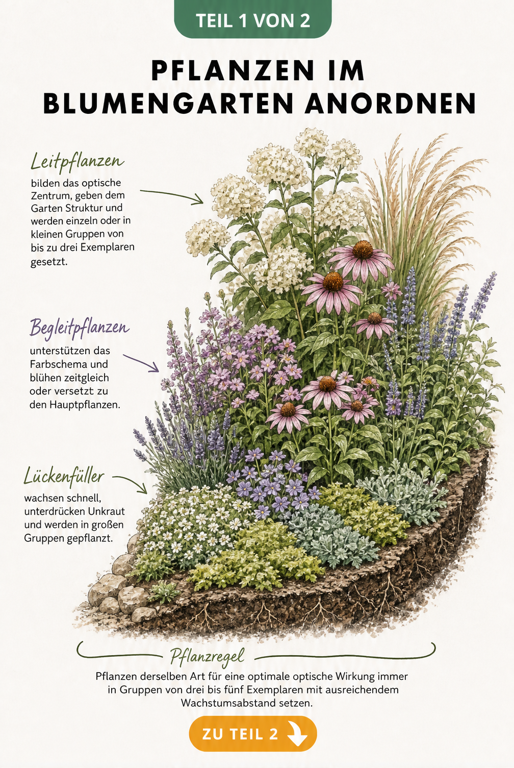 Illustration eines Blumenbeets im Querschnitt mit Höhenstaffelung von Bodendeckern, Begleitpflanzen und Leitpflanzen