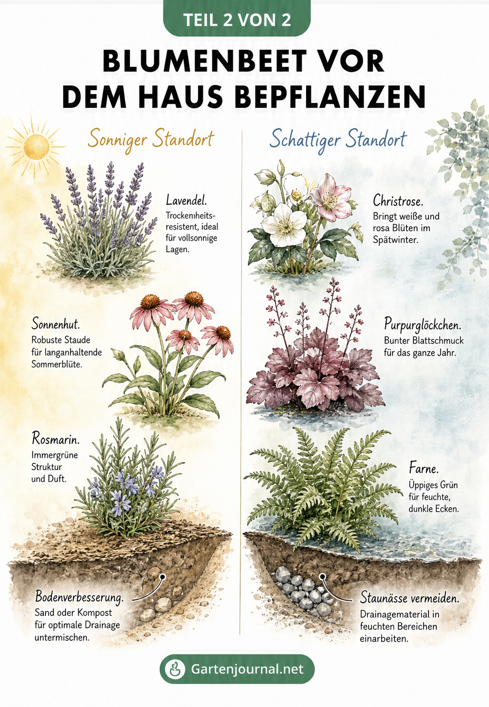 Botanische Illustration von Pflanzen für sonnige und schattige Standorte im Blumenbeet, darunter Lavendel, Sonnenhut und Christrose
