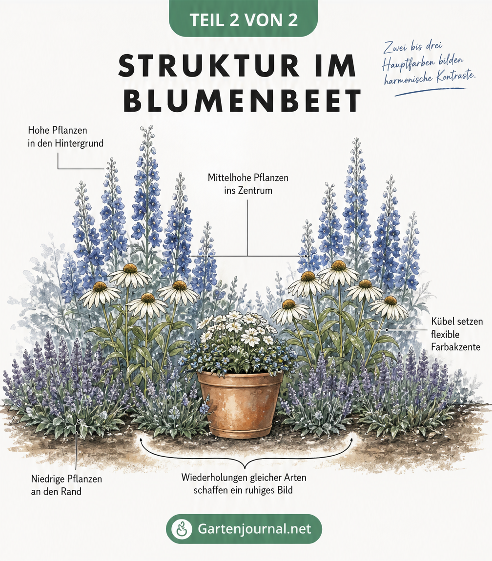Querschnitt-Skizze eines Blumenbeets mit Höhenstaffelung von Katzenminze, Sonnenhut und Rittersporn