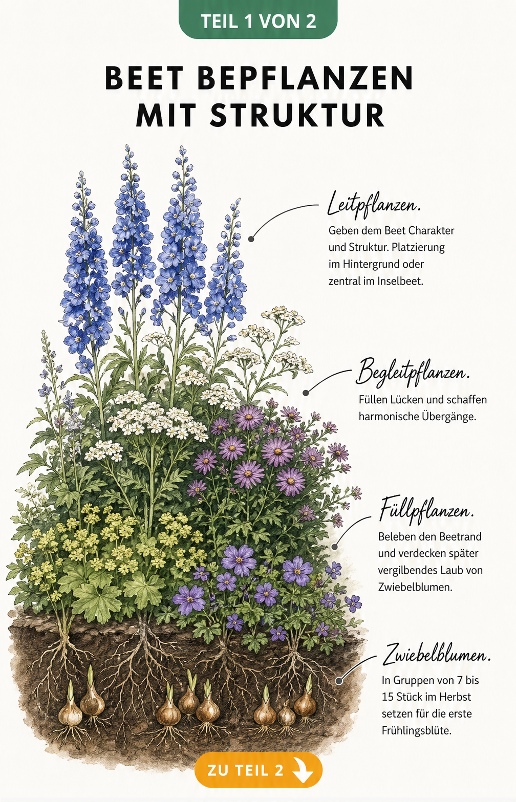 Querschnitt durch ein Blumenbeet mit Leitpflanzen, Begleitpflanzen, Füllpflanzen und Zwiebelblumen