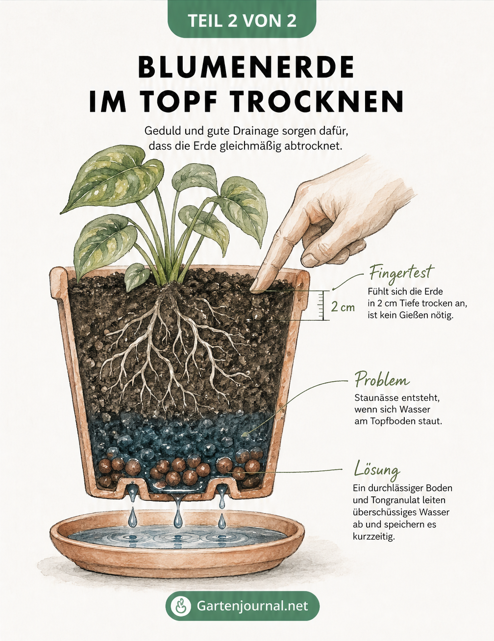 Schnittgrafik eines Blumentopfs zeigt Staunässe und Tongranulat als Drainage