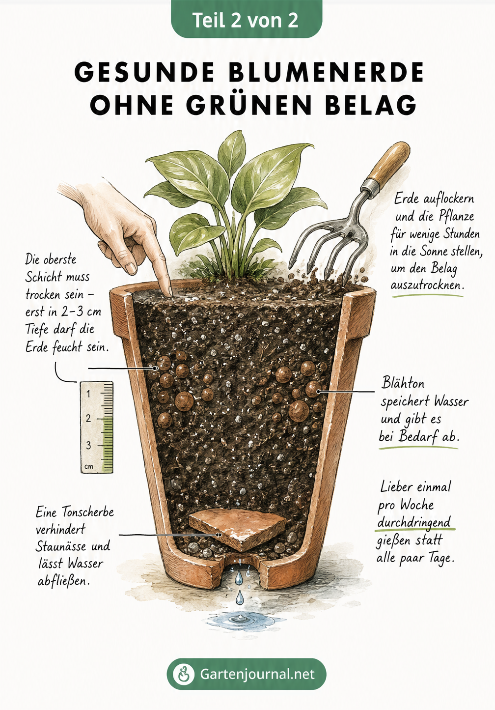 Querschnitt eines Pflanztopfes mit Tonscherbe, Blähton und trockener oberster Erdschicht zur Vermeidung von grünem Belag.