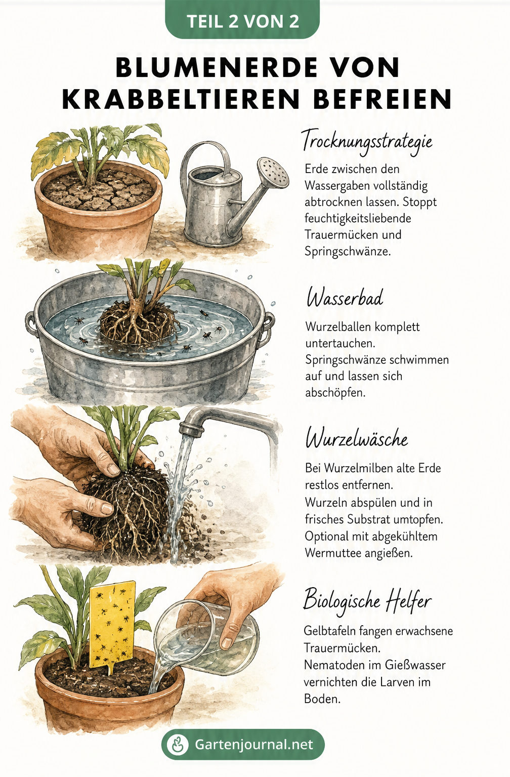 Illustration von vier Methoden zur Schädlingsbekämpfung: Erde trocknen lassen, Wurzelballen tauchen, Wurzeln abspülen und Gelbtafeln mit Nematoden einsetzen