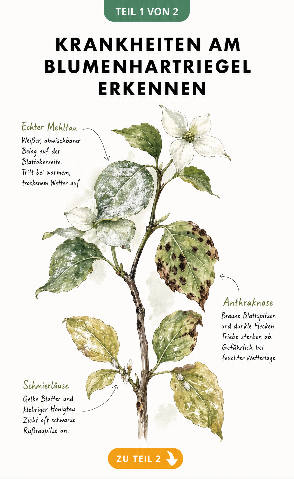 Botanische Illustration eines Blumenhartriegel-Zweigs mit Symptomen von Echtem Mehltau, Anthraknose und Schmierläusen