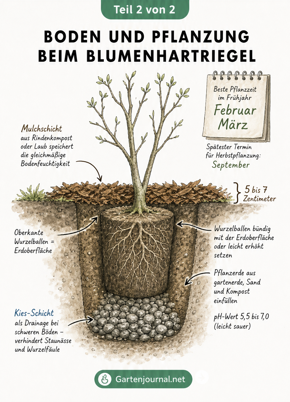 Querschnitt eines Pflanzlochs für den Blumenhartriegel mit Drainageschicht, Wurzelballen, Mulch und idealem pH-Wert