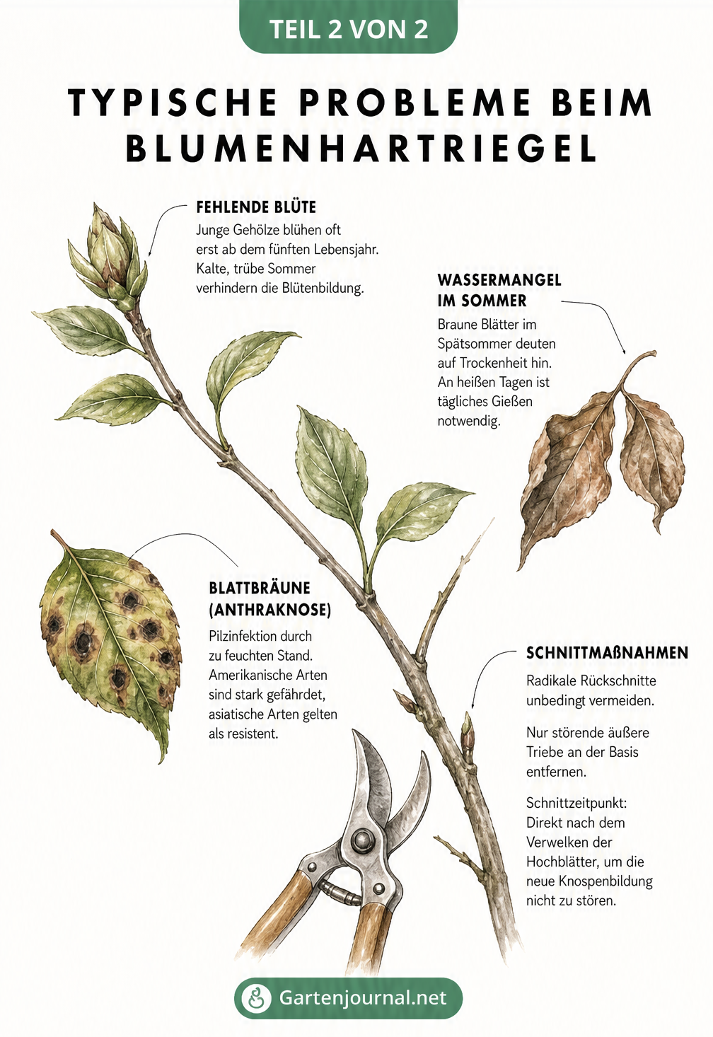 Illustration eines Blumenhartriegel-Zweigs mit Schadbildern wie welken Blättern und fehlenden Blüten