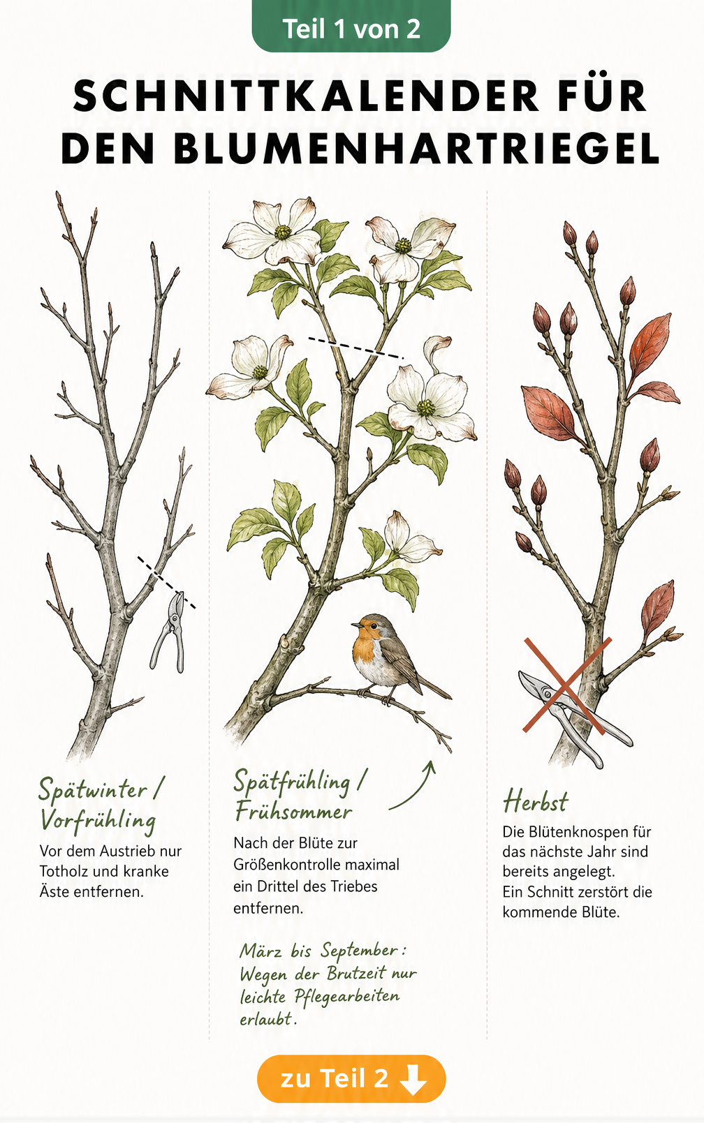 Illustration eines Blumenhartriegel-Astes in drei Vegetationsphasen mit Schnittmarkierungen