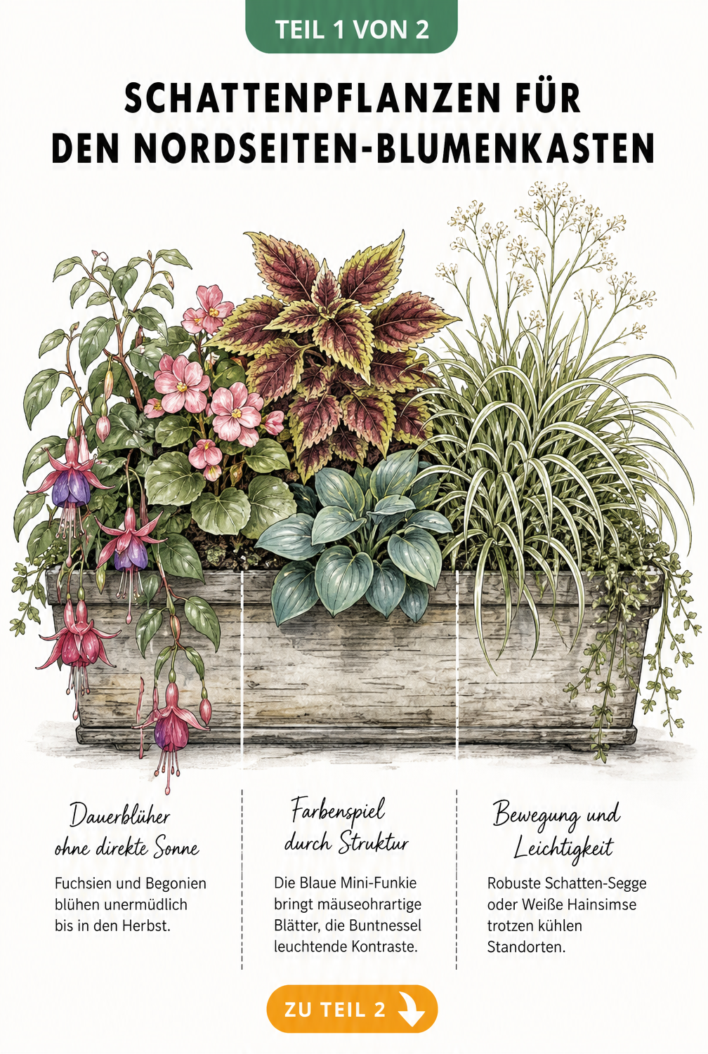 Illustration eines bepflanzten Blumenkastens für die Nordseite mit Fuchsien, Begonien, Buntnessel, Hosta und Ziergräsern