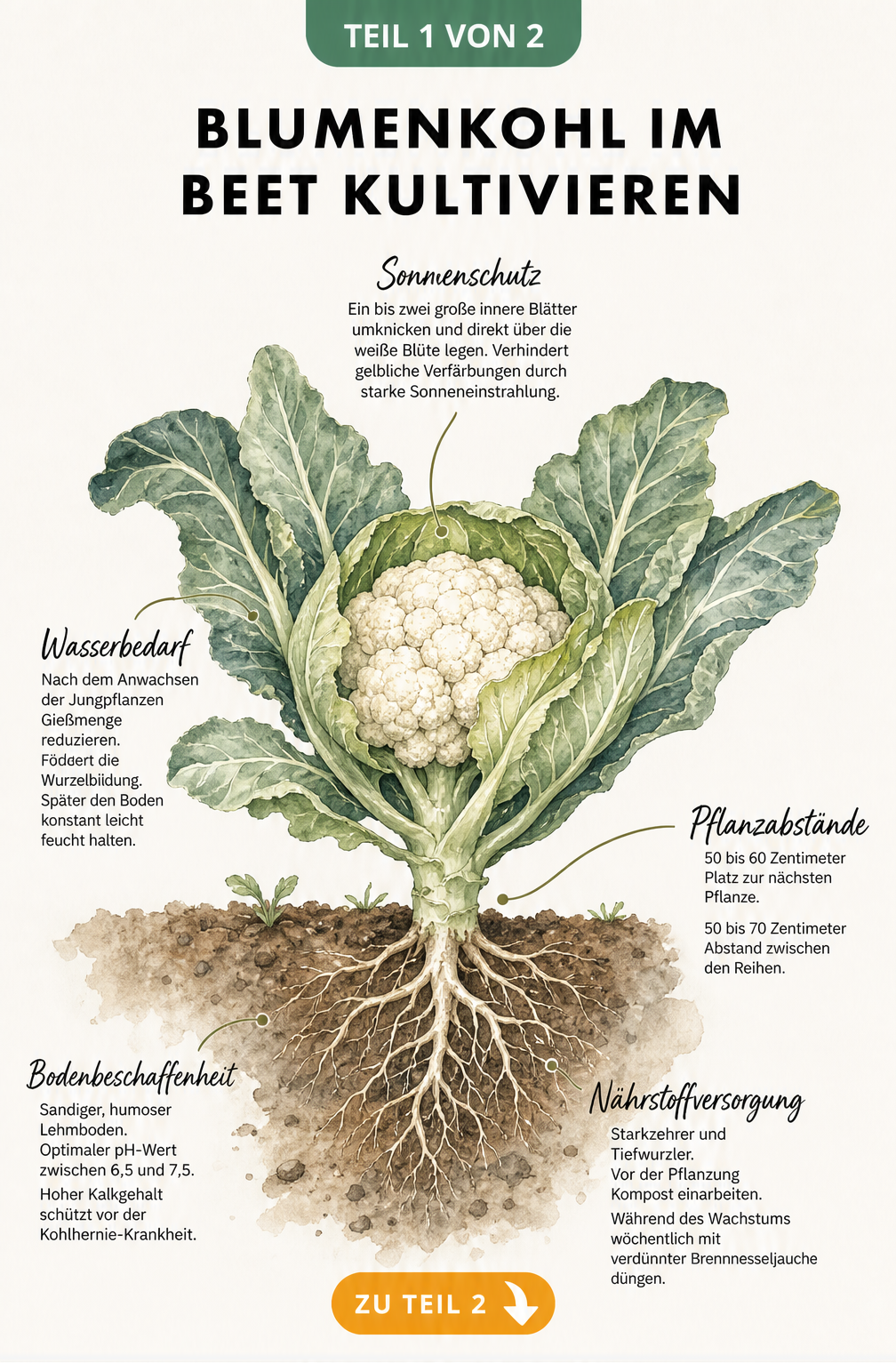 Botanische Illustration einer Blumenkohlpflanze im Beet mit Tipps zu Standort, Boden, Pflanzabstand und Nährstoffversorgung