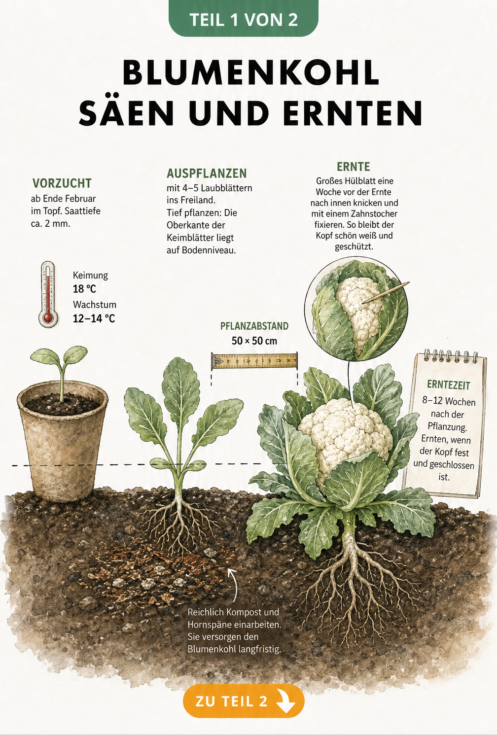 Querschnitt eines Gartenbeets mit Blumenkohl von der Vorzucht im Topf bis zur Ernte im Freiland