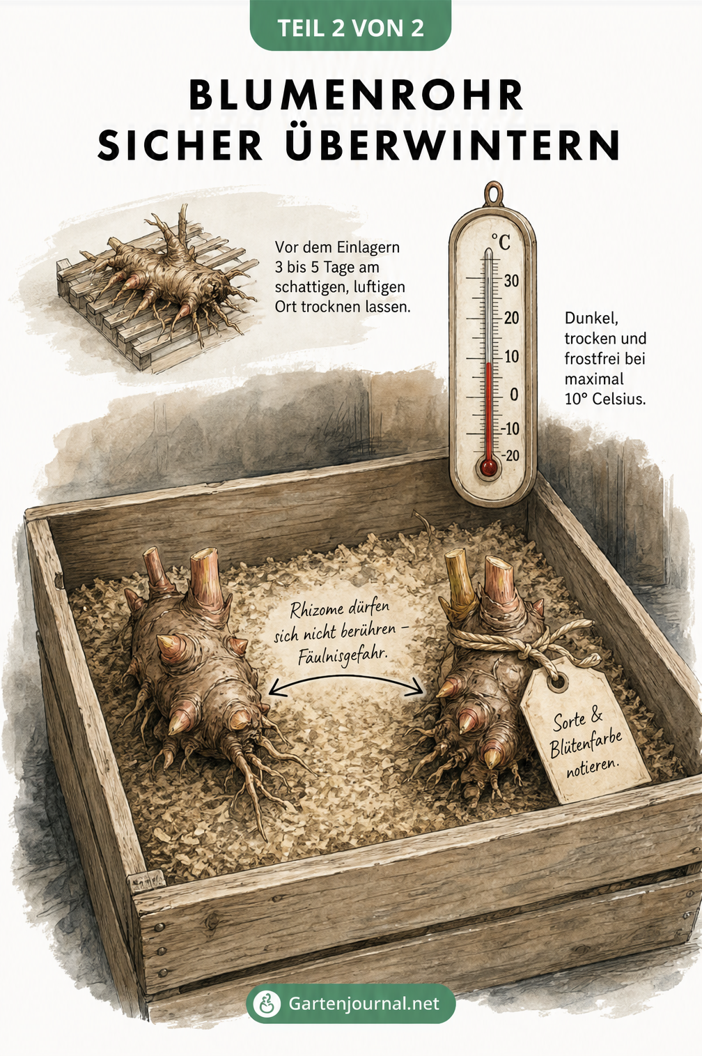 Querschnitt einer Holzkiste mit zwei Blumenrohr-Rhizomen in Substrat, einem Thermometer unter 10 Grad und einem Etikett für die Sorte