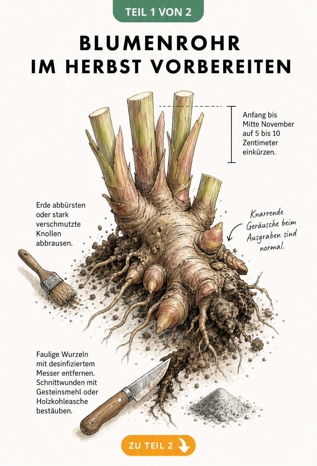 Illustration eines ausgegrabenen Blumenrohr-Rhizoms mit abgeschnittenen Stängeln und einem Messer, das faulige Wurzeln entfernt