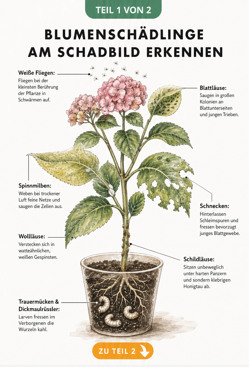 Illustration einer Topfblume mit typischen Schadbildern von Blumenschädlingen wie Blattläusen, Spinnmilben und Trauermücken
