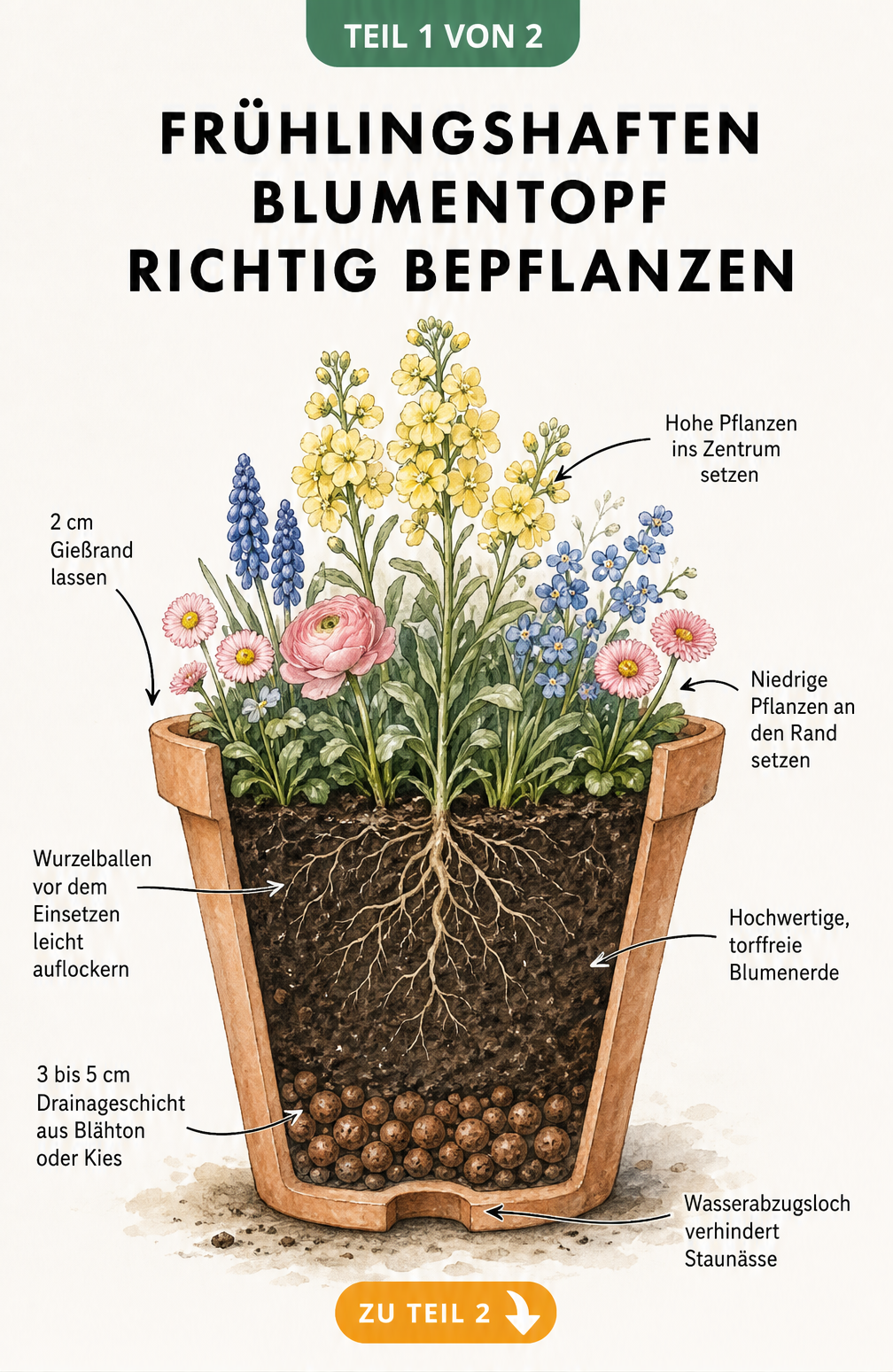 Querschnitt durch einen bepflanzten Blumentopf mit Frühlingsblumen, der die Schichtung von Drainageschicht, Blumenerde und Pflanzenanordnung zeigt.