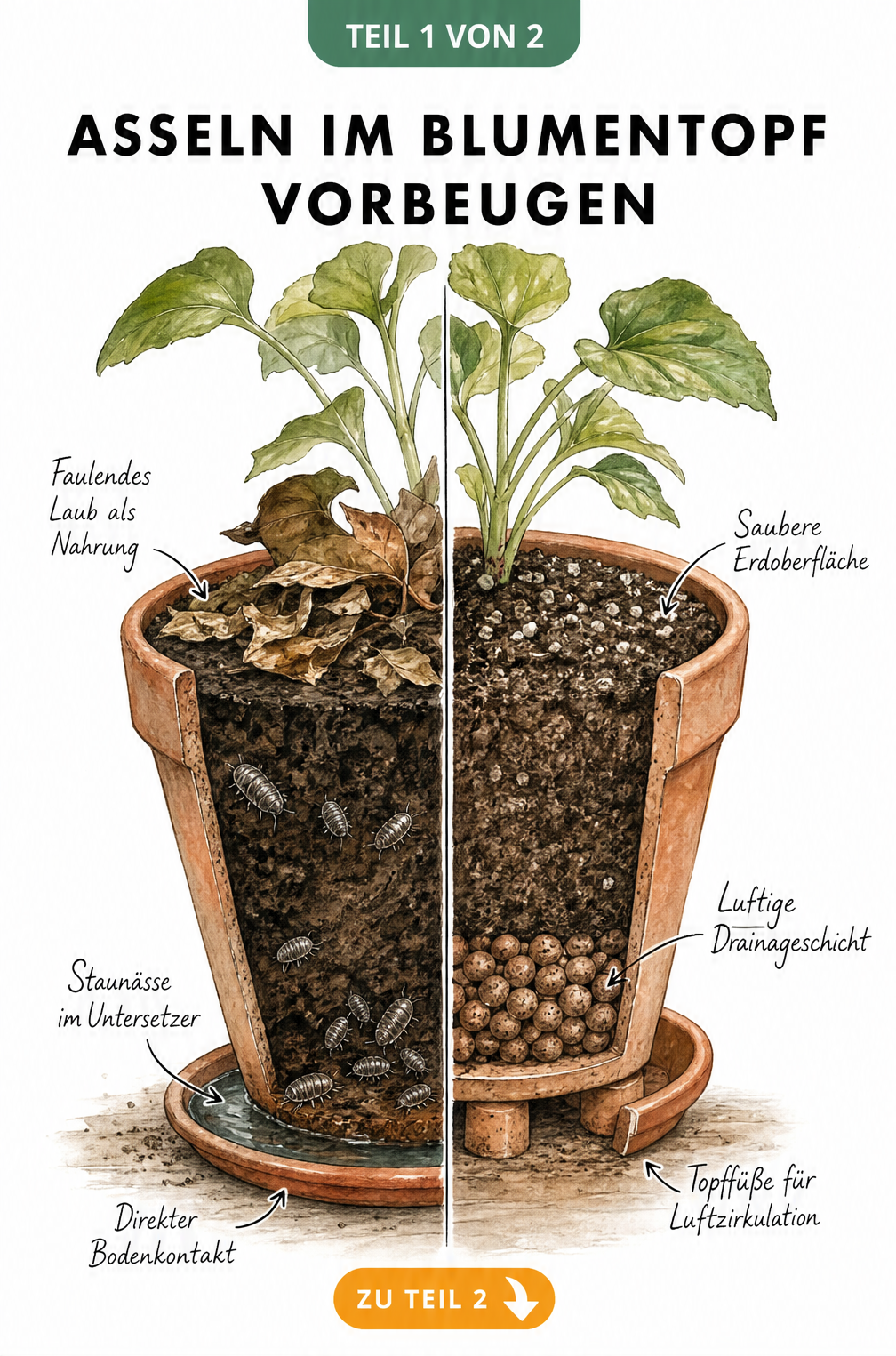 Querschnitt eines Blumentopfs, der links Staunässe und Asseln zeigt und rechts eine gesunde Drainage mit Topffüßen.