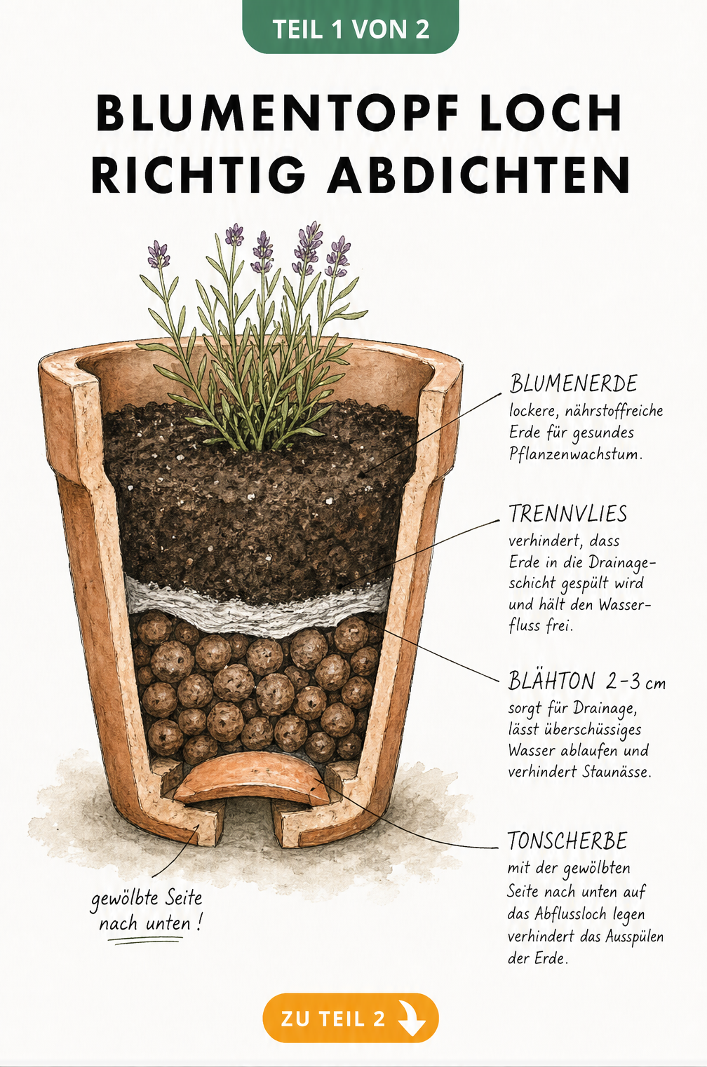 Querschnitt eines Blumentopfs mit Tonscherbe, Blähton-Drainage und Trennvlies