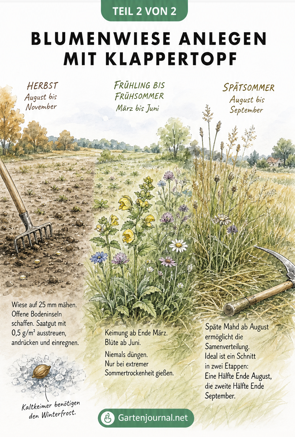Illustration einer Blumenwiese im Jahresverlauf von der Aussaat im Herbst bis zur Mahd im Spätsommer
