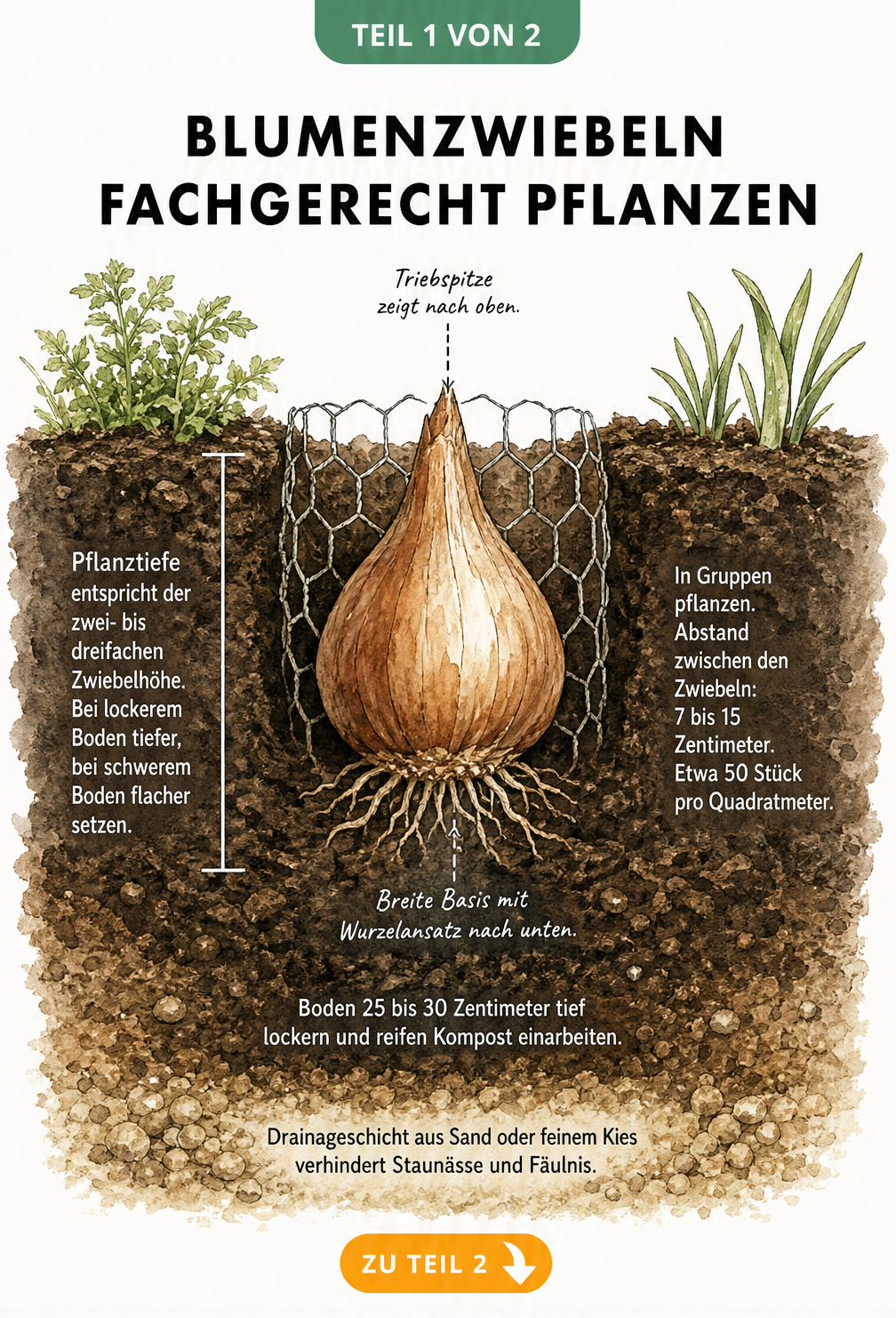 Querschnitt eines Gartenbeets mit einer Blumenzwiebel, die Pflanztiefe, Ausrichtung und Bodenschichten zeigt