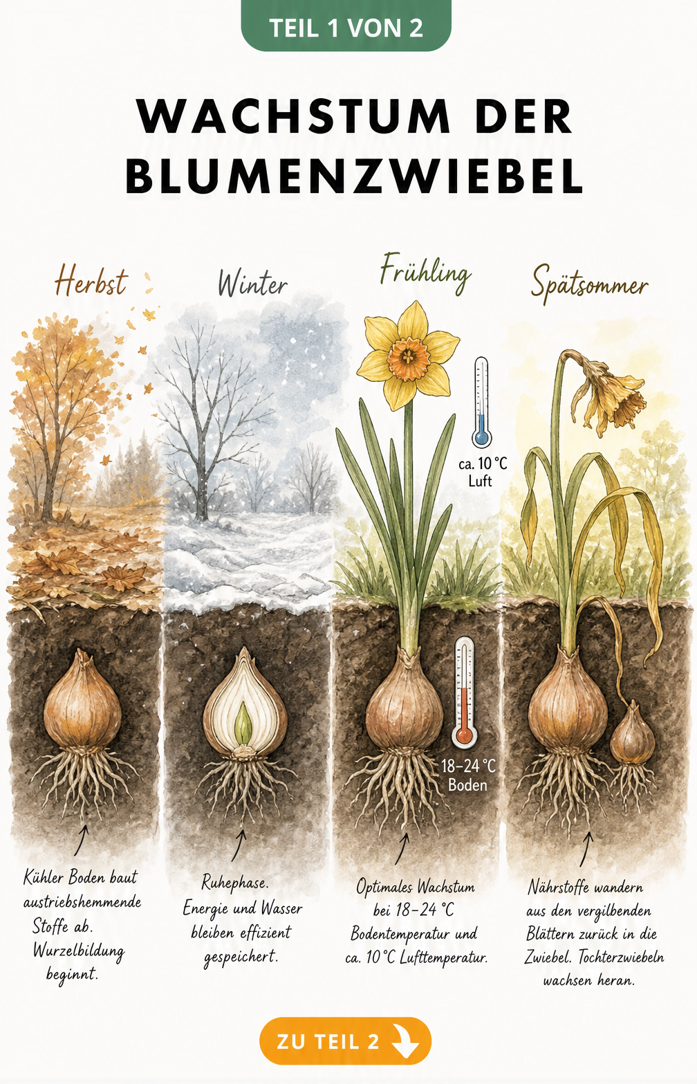 Illustration der vier Entwicklungsstadien einer Blumenzwiebel im Jahresverlauf unter der Erde