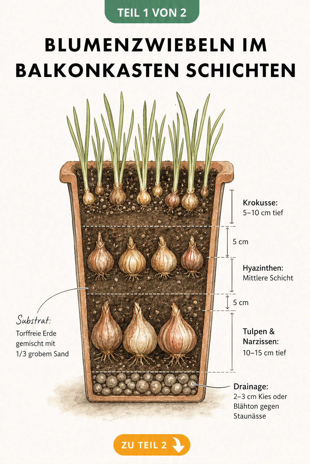 Illustration verschiedener Frühlingsblüher für den Balkonkasten mit Wuchshöhe und Standort