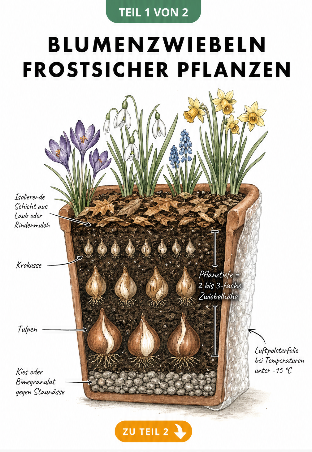 Querschnitt eines Balkonkastens mit Blumenzwiebeln in der Lasagne-Methode und Frostschutz