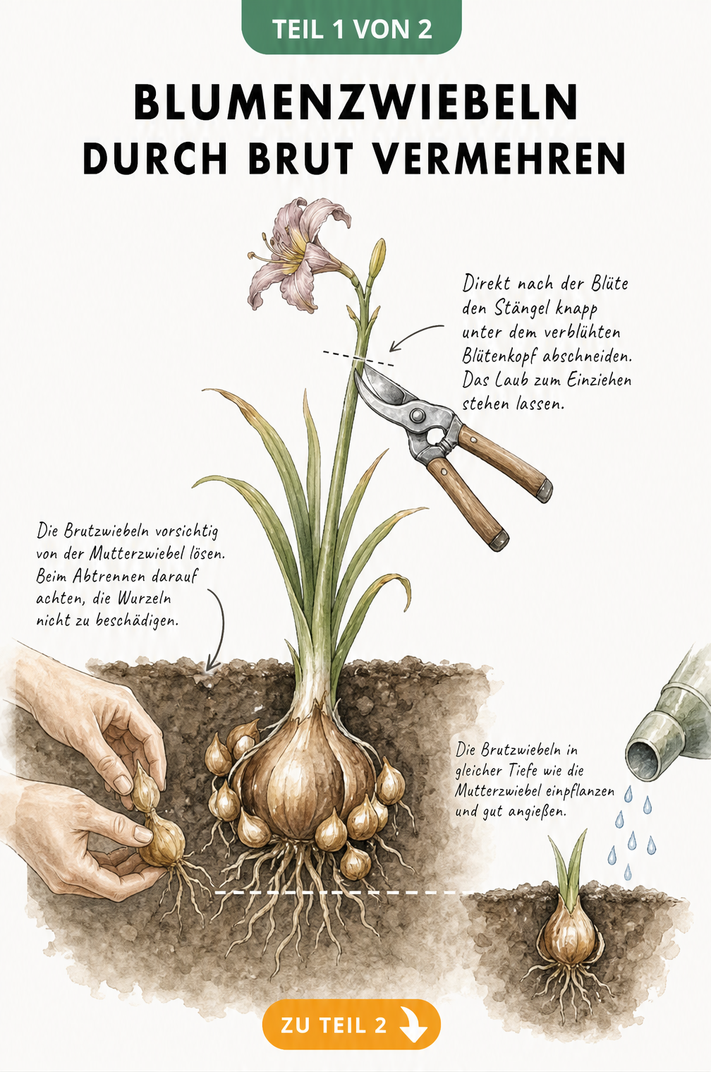 Botanische Illustration zur Vermehrung von Blumenzwiebeln durch Brutzwiebeln im Querschnitt des Bodens