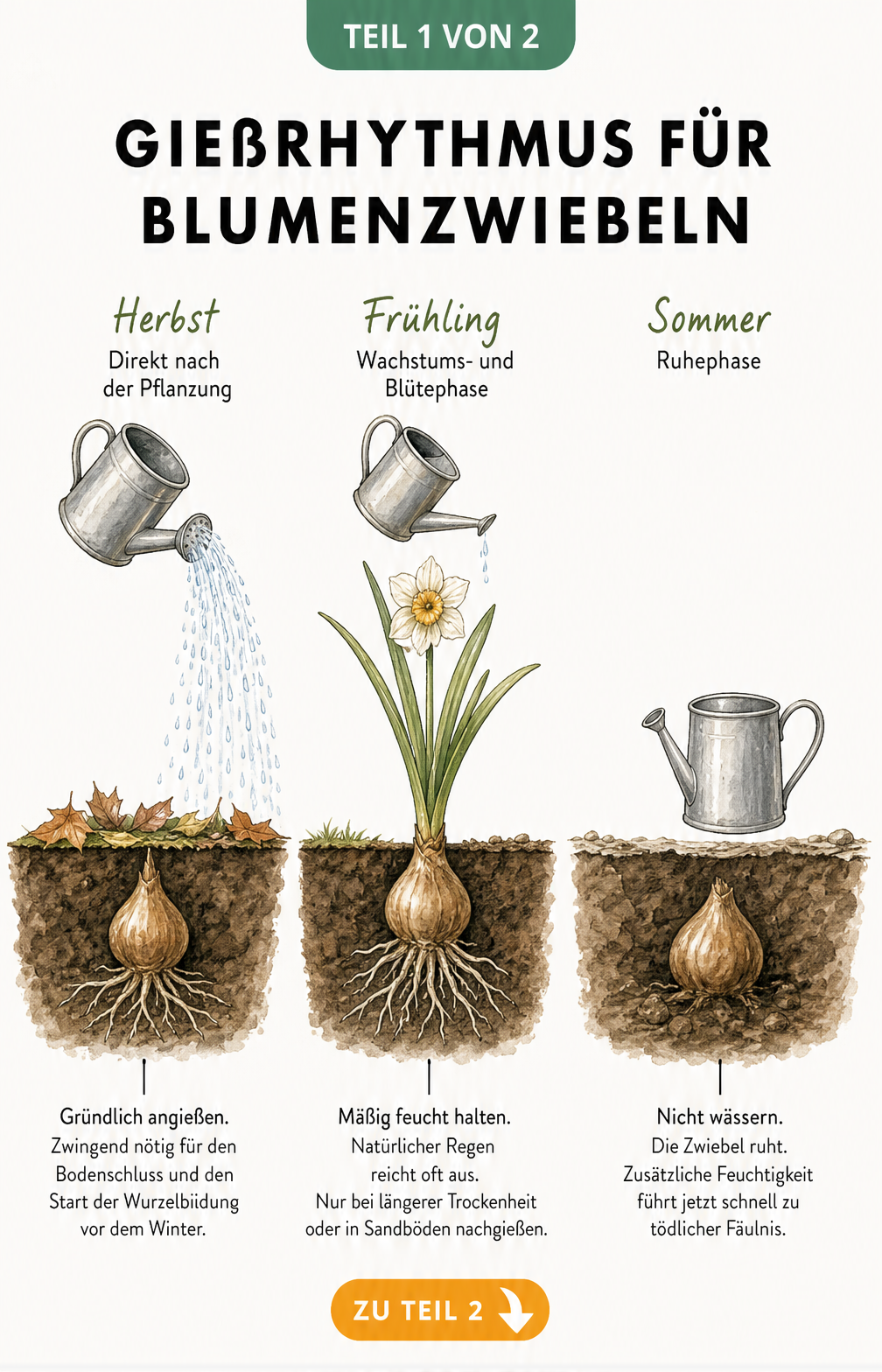 Illustration des Gießrhythmus für Blumenzwiebeln im Herbst, Frühling und Sommer