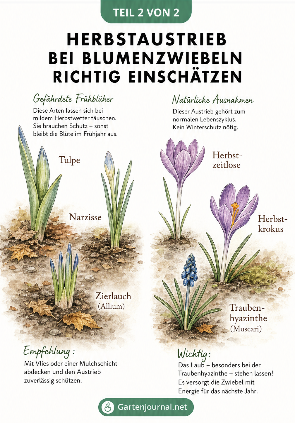 Zeichnung von schutzbedürftigen Frühblühern wie Tulpen und Narzissen neben herbstblühenden Pflanzen wie Herbstzeitlose und Traubenhyazinthe