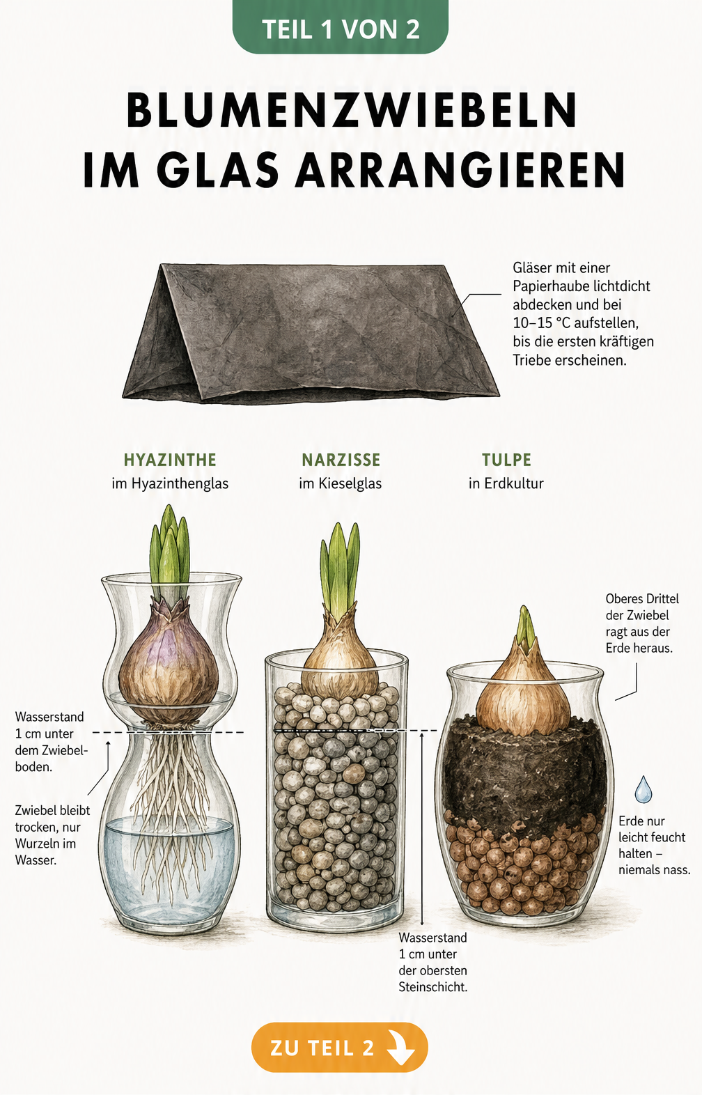 Illustration von drei Glasgefäßen mit Blumenzwiebeln in Wasser, Kieselsteinen und Erde, die den korrekten Wasserstand zeigen