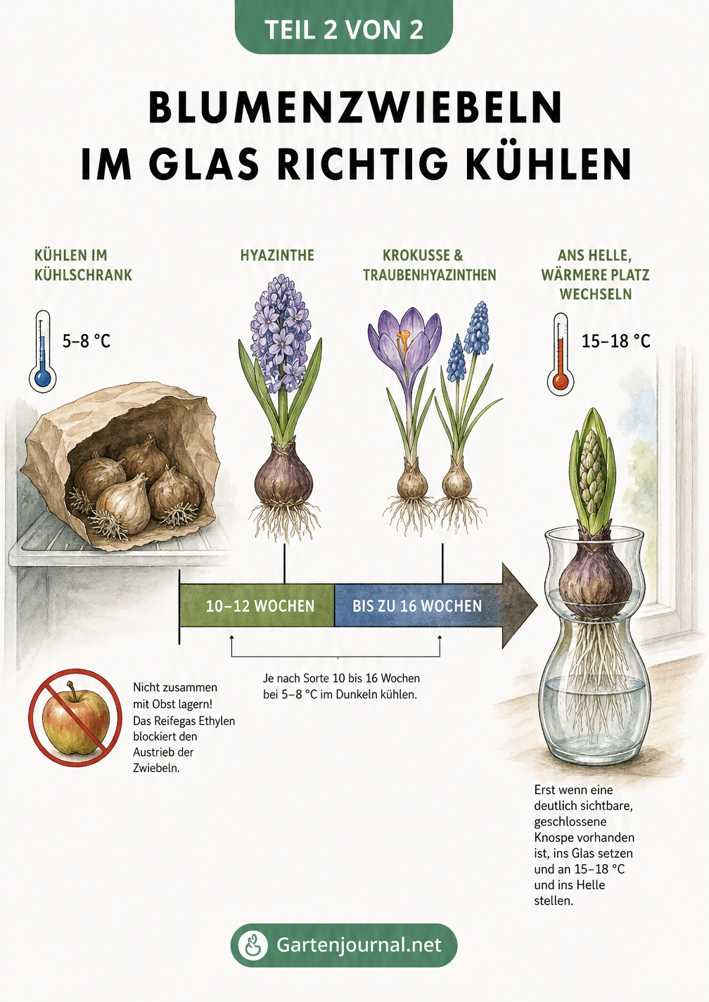 Zeitstrahl-Grafik zur Kühlung von Blumenzwiebeln im Kühlschrank und dem anschließenden Standortwechsel