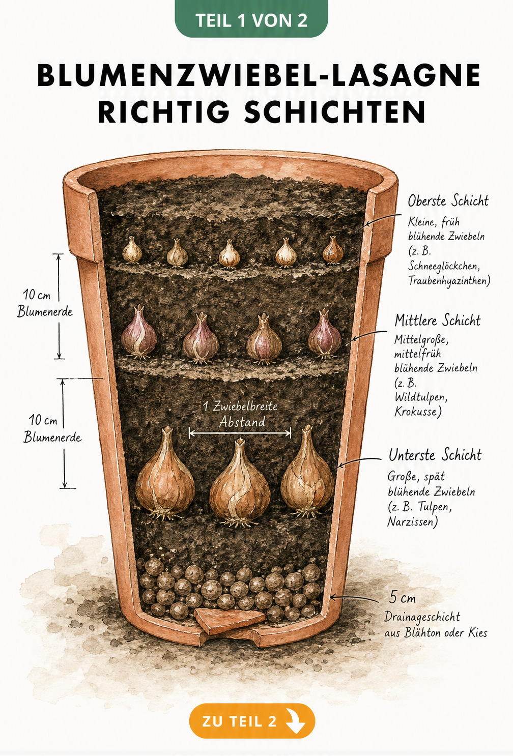 Querschnitt eines Terrakotta-Topfes mit der Lasagne-Methode für Blumenzwiebeln, von der Drainageschicht bis zu drei Erdschichten mit Tulpen, Krokussen und...