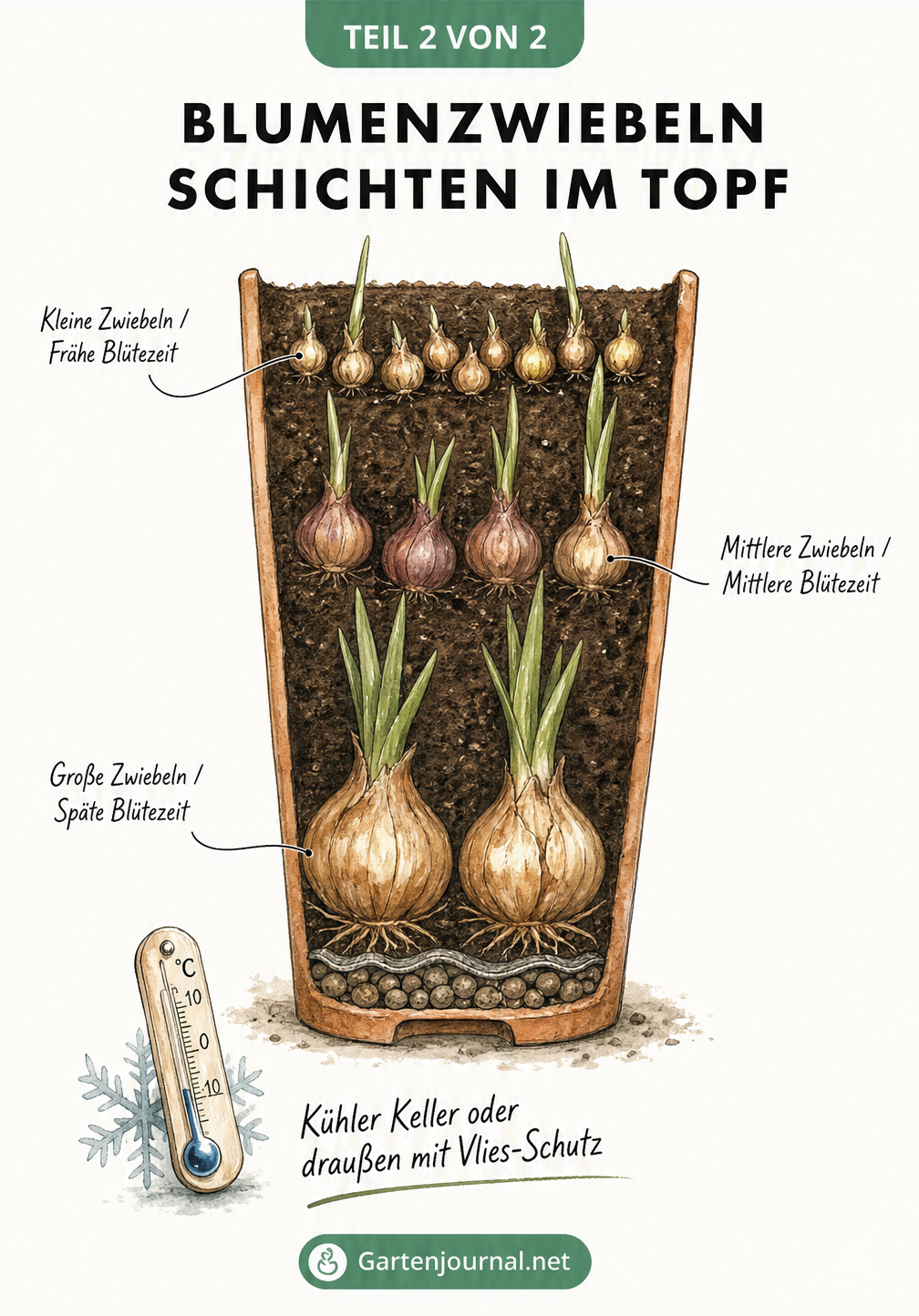 Querschnitt eines hohen Pflanzgefäßes mit drei Schichten Blumenzwiebeln nach der Lasagnemethode