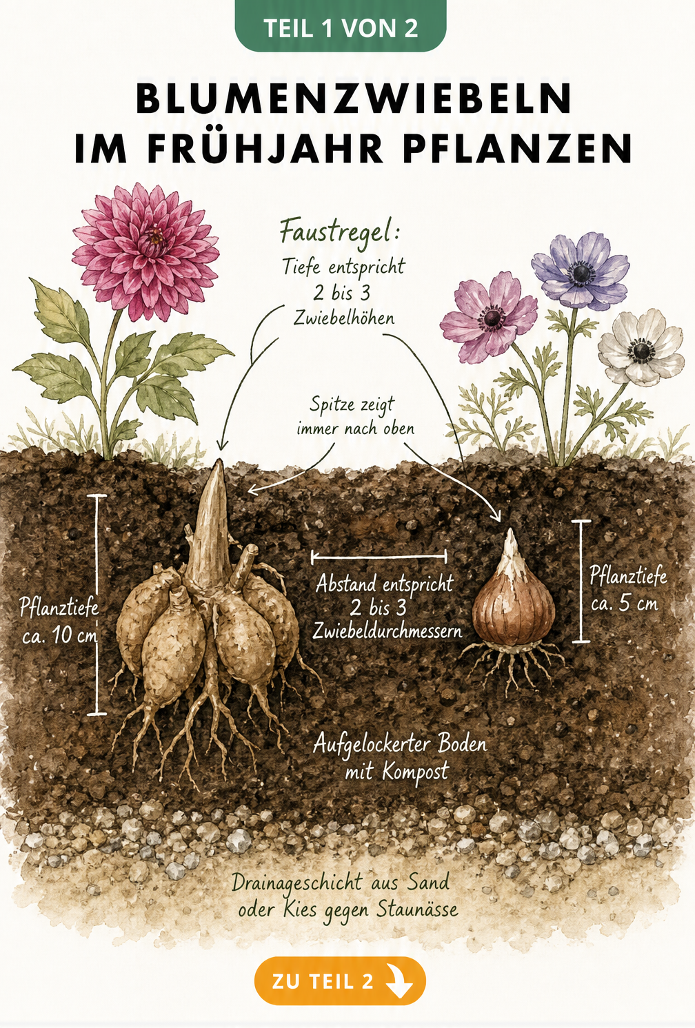 Querschnitt durch ein Gartenbeet mit Dahlien-Knolle und Anemonen-Zwiebel, der die richtige Pflanztiefe und den Abstand zeigt.