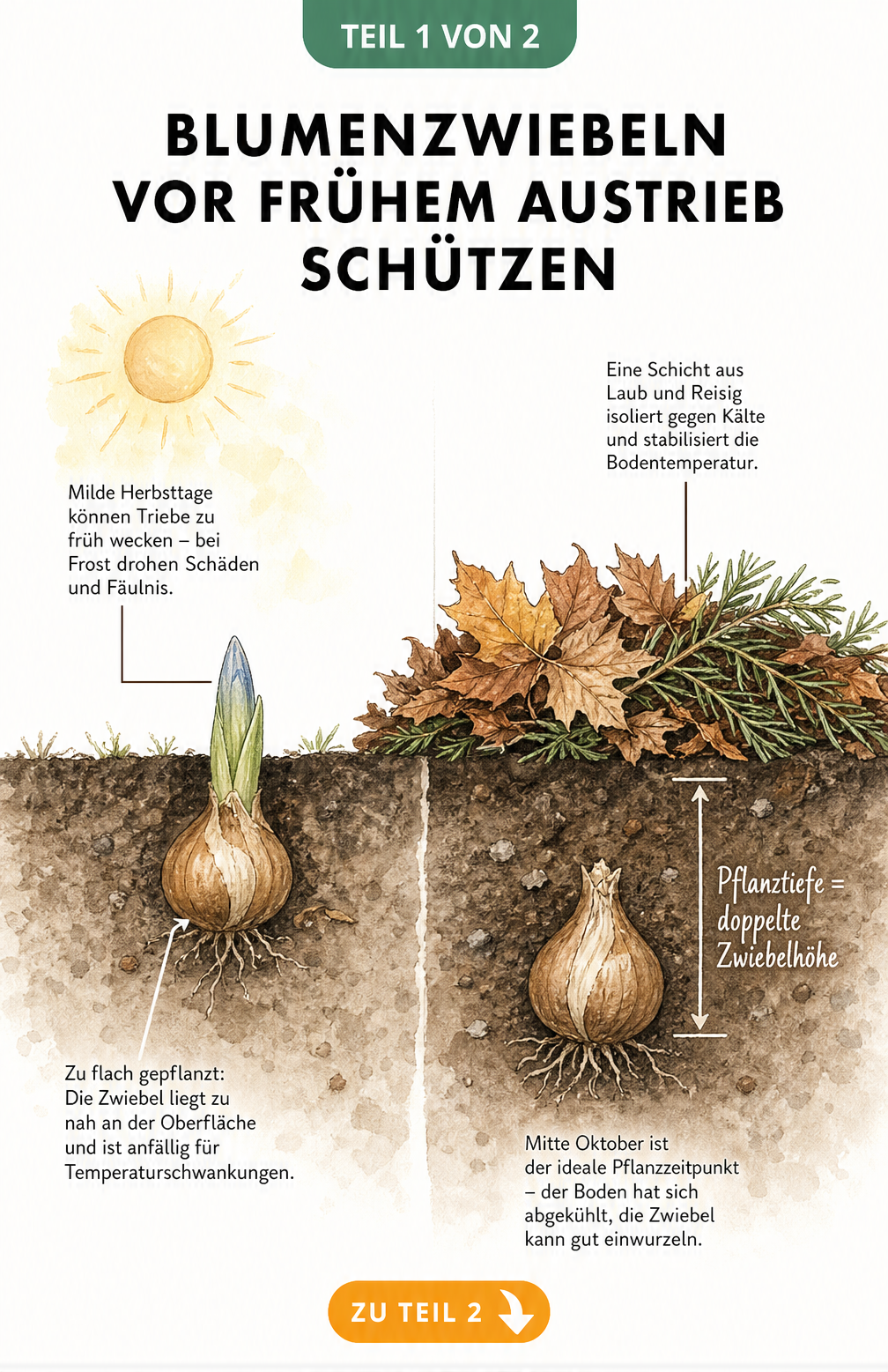 Illustration einer zu flach gepflanzten Tulpenzwiebel mit frühem Austrieb und einer tief gepflanzten Zwiebel mit schützender Laubschicht