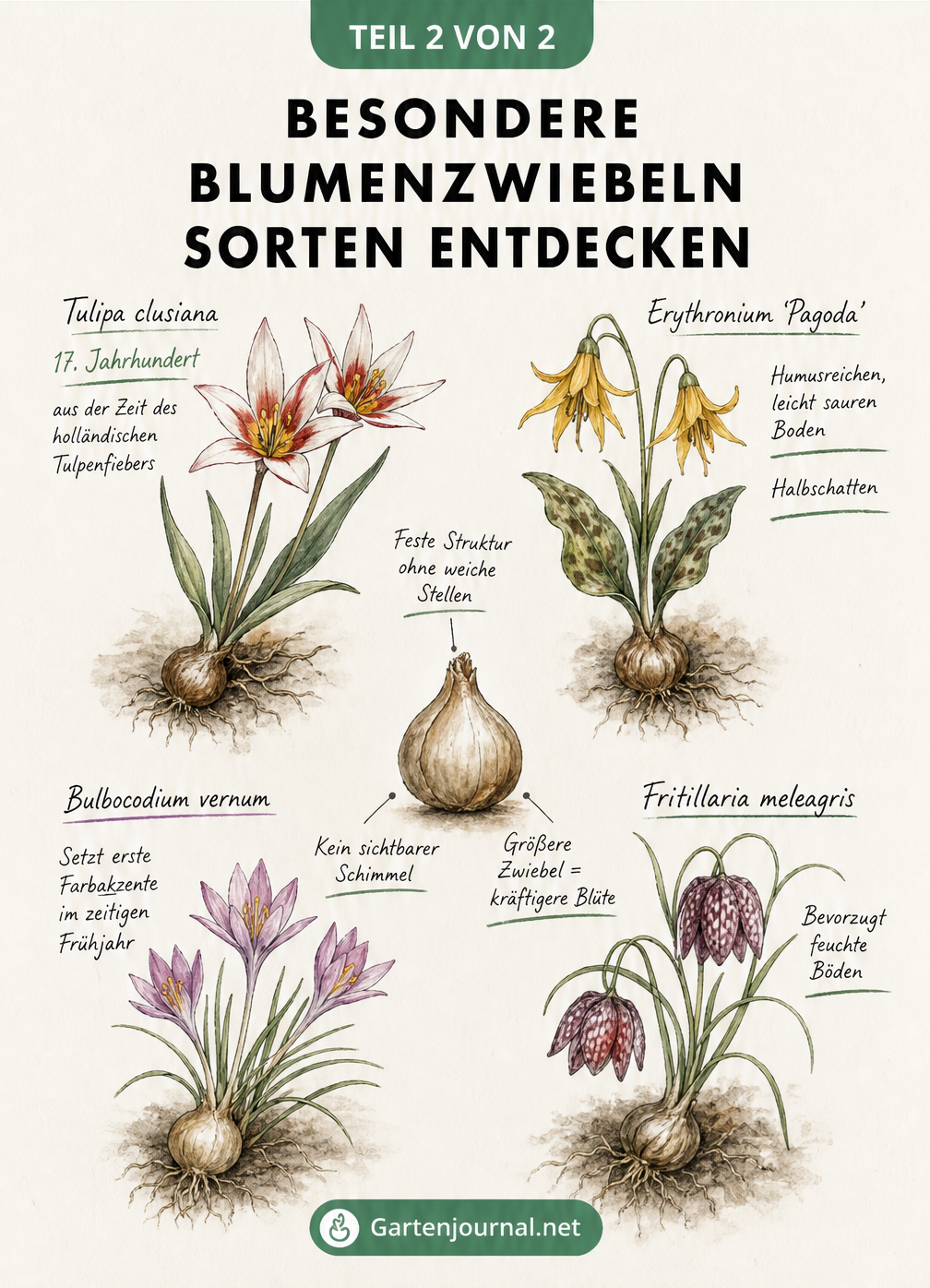 Schnittzeichnung von Frühjahrs- und Sommerblühern im Erdreich mit Pflanzzeiten, Pflanztiefe und Pflegehinweisen