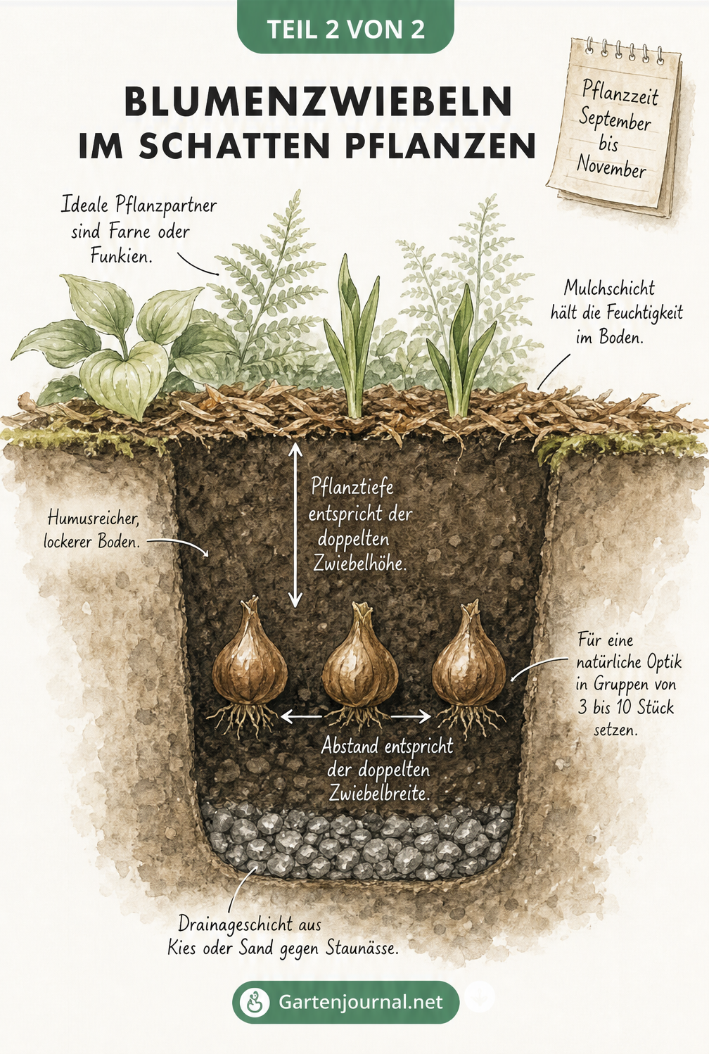 Querschnitt-Zeichnung zur Pflanzung von Blumenzwiebeln im Schatten mit Drainageschicht, Pflanztiefe und Mulchschicht