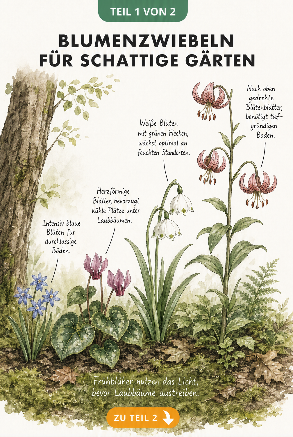 Aquarell-Illustration von schattenliebenden Blumenzwiebeln wie Blaustern, Alpenveilchen, Knotenblume und Türkenbundlilie im Waldgarten