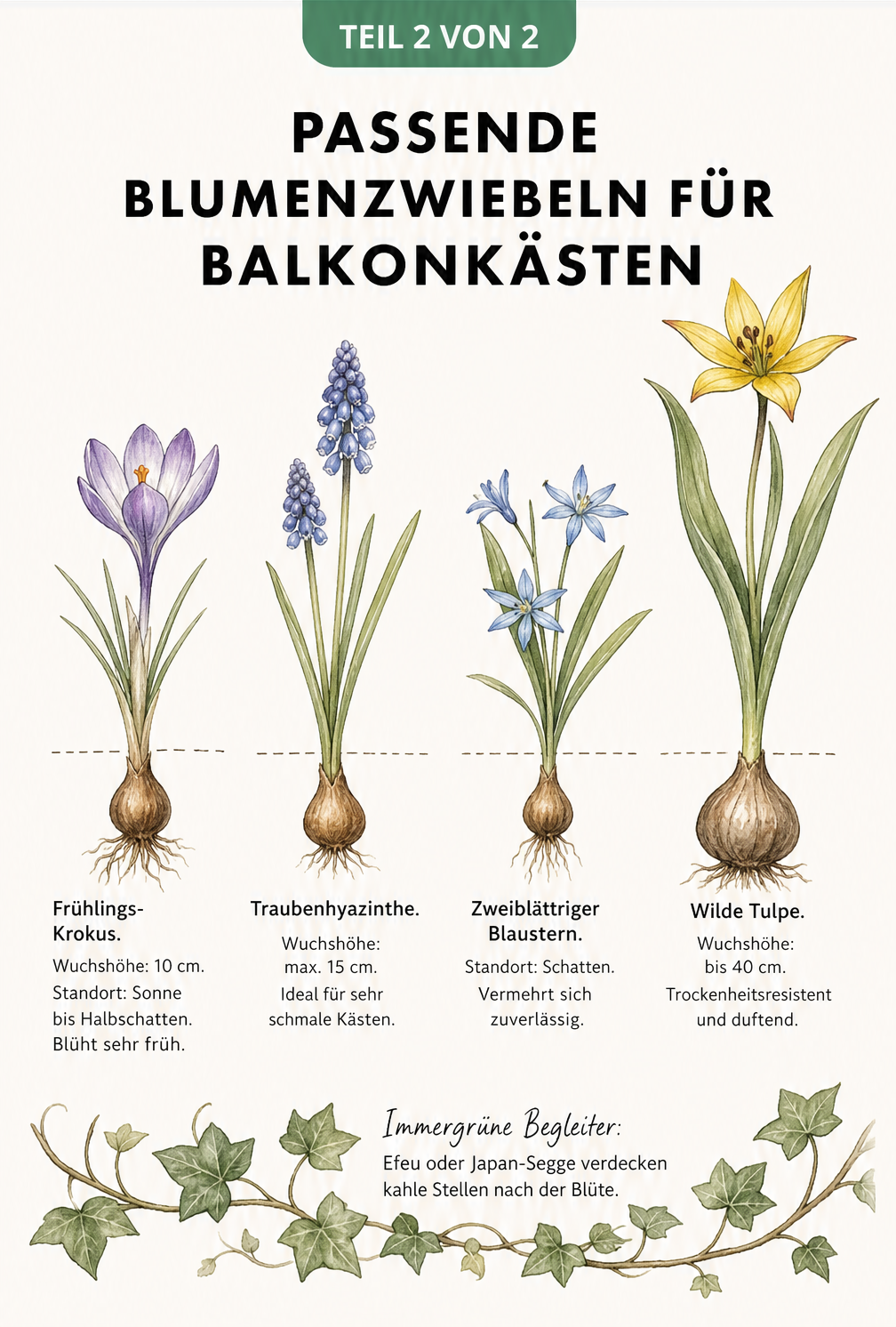 Querschnitt eines Balkonkastens mit Blumenzwiebeln in drei Schichten nach der Lasagne-Methode