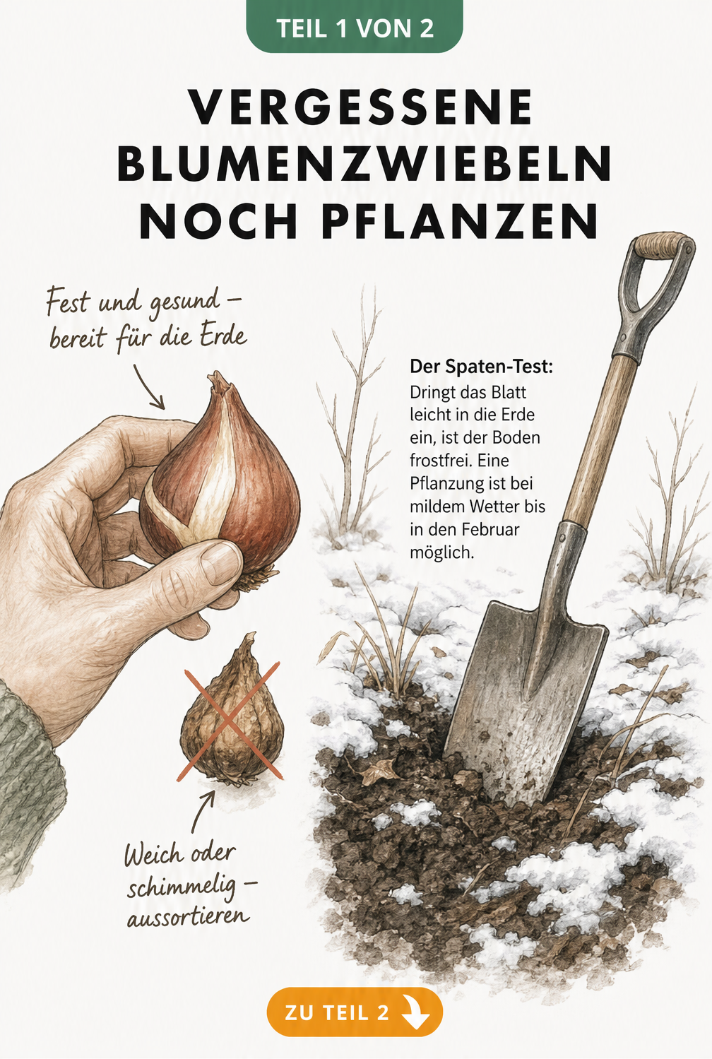 Illustration einer Hand, die eine gesunde Tulpenzwiebel hält, und eines Spatens, der in frostfreien Boden sticht.